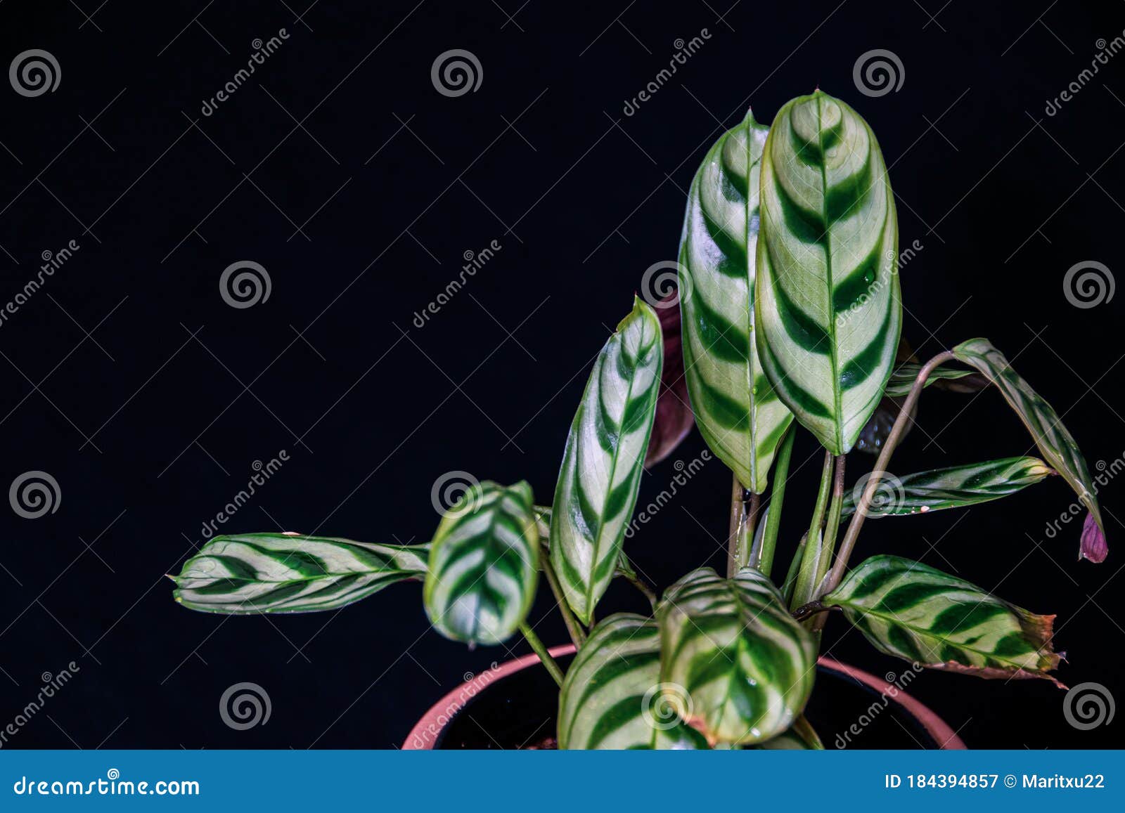 prayer plant ctenanthe burle-marxii amabilis on black background.