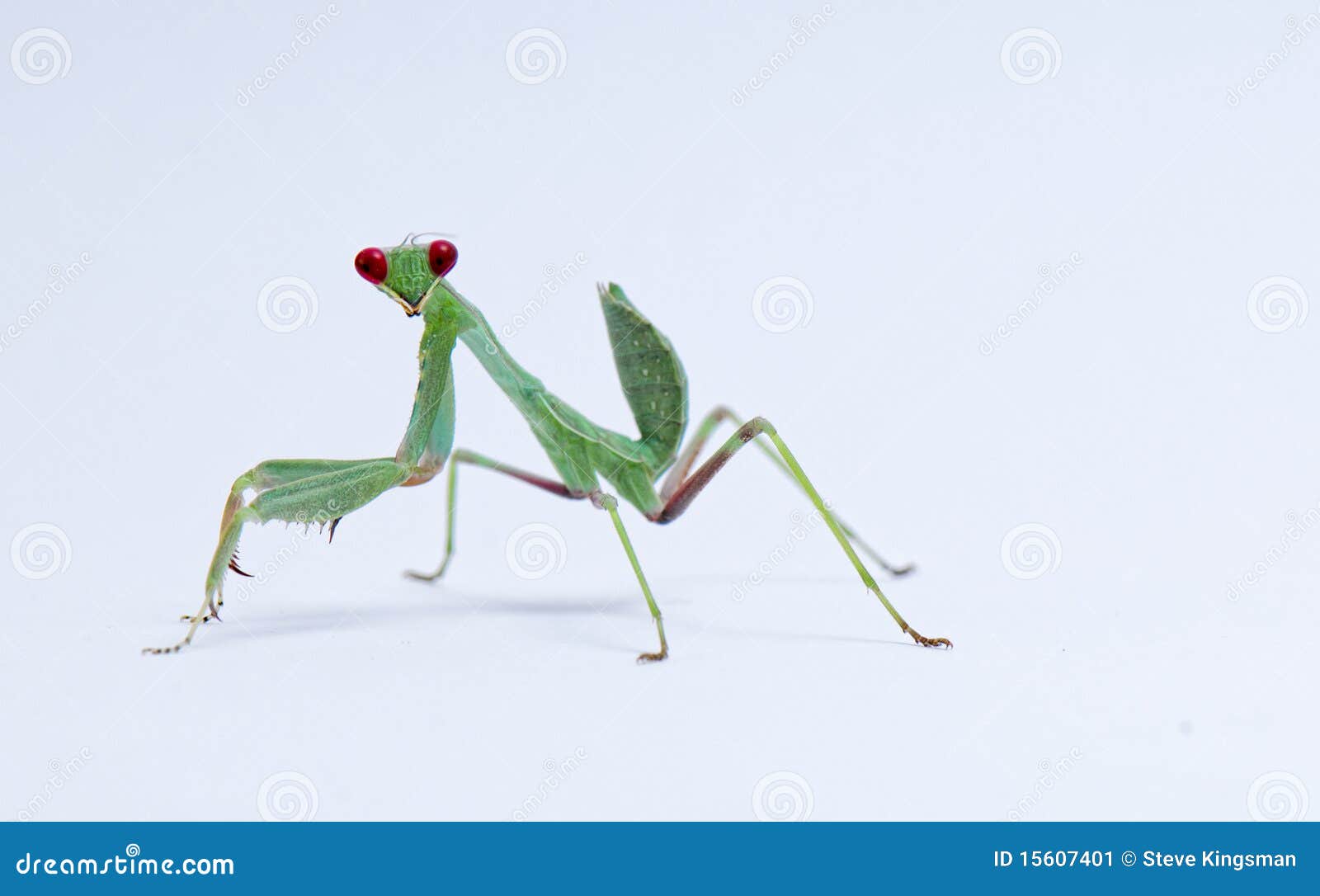 praying mantis