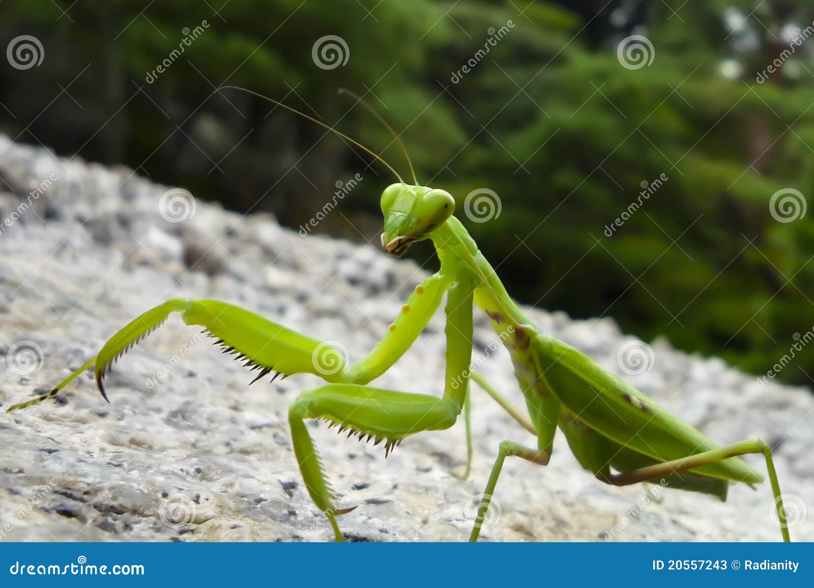 Praying Mantis stock image. Image of ecological, mantis 20557243