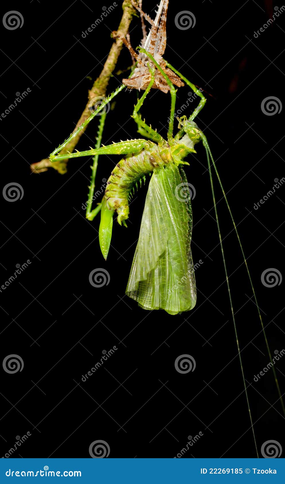 praying mantis