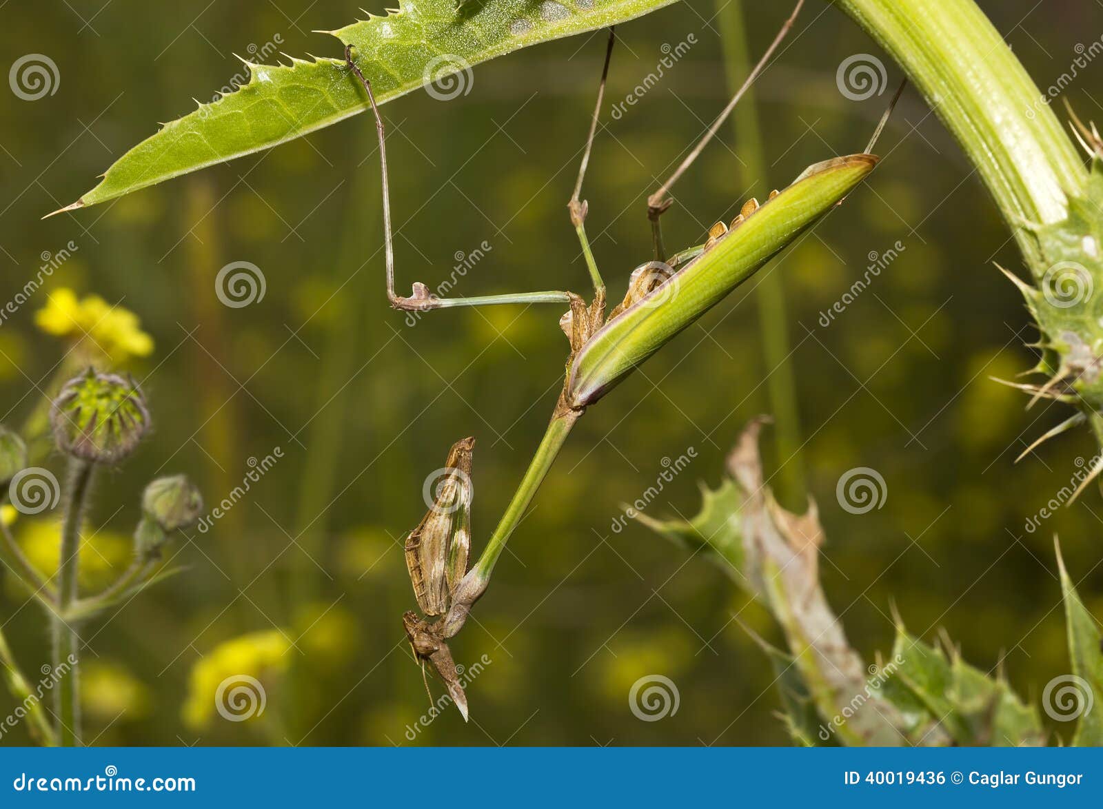 praying mantis