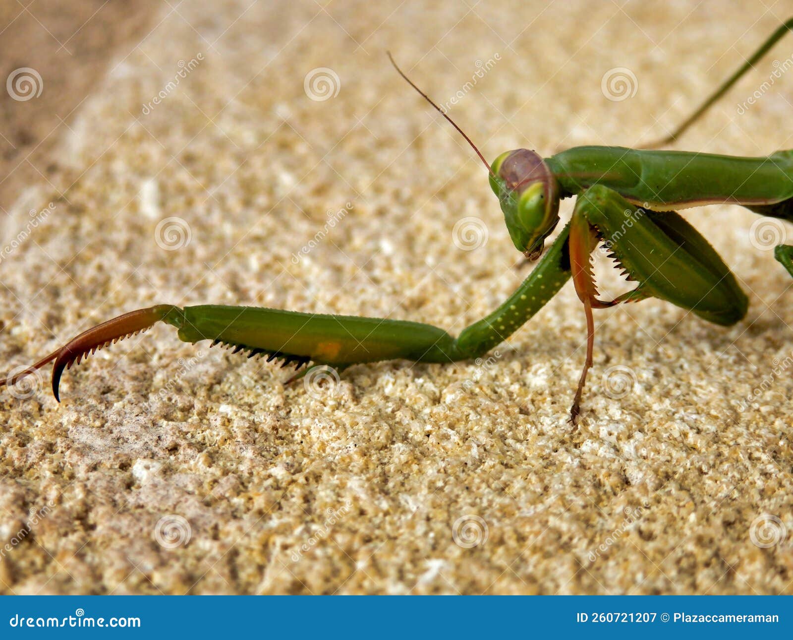 Praying Mantis stock image. Image of insect, closeup 260721207