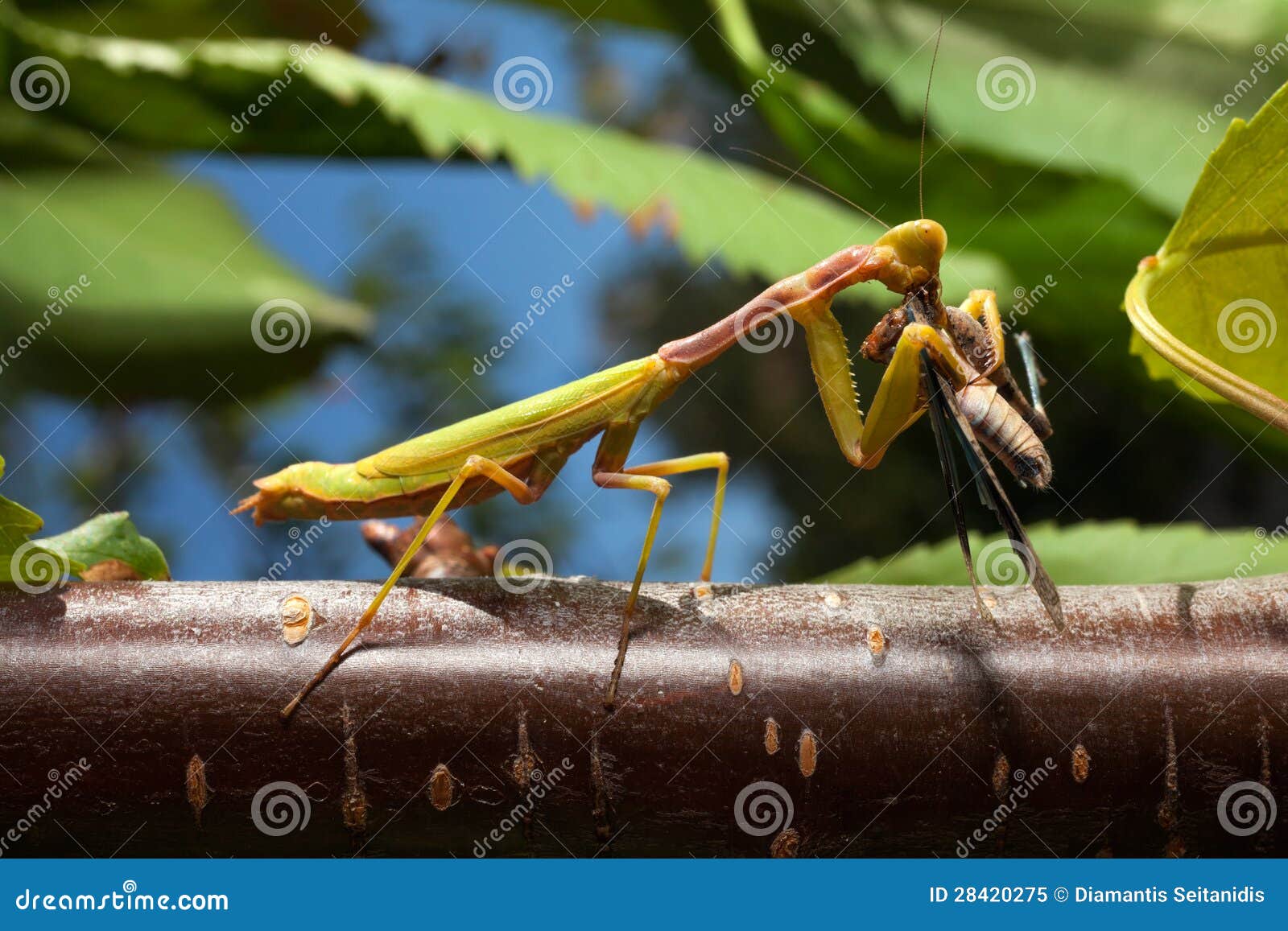 Praying Mantis Eating a Cricket Stock Image Image of mouth, predator 28420275