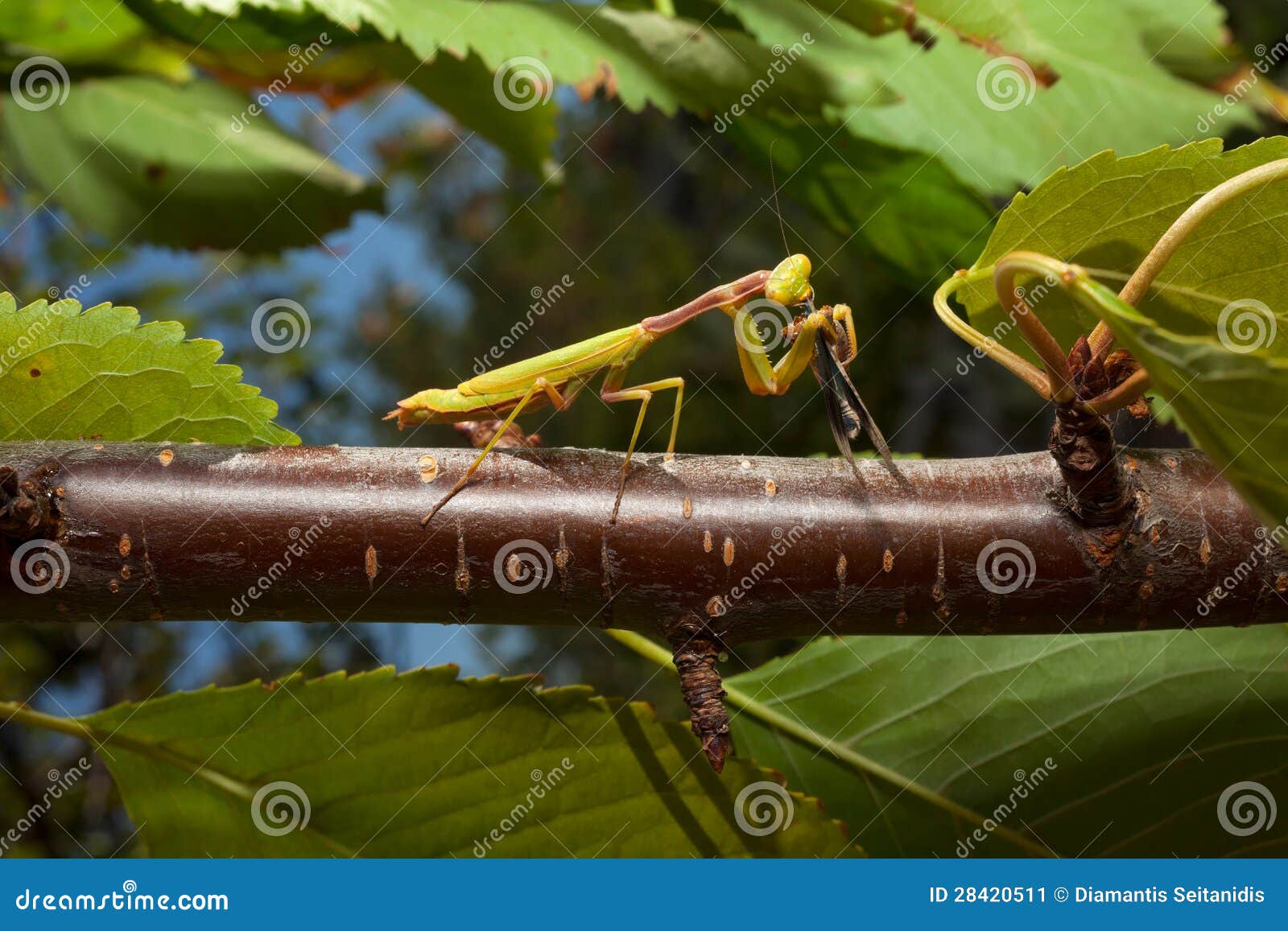 Praying Mantis Eating a Cricket Stock Image Image of arthropod, cricket 28420511