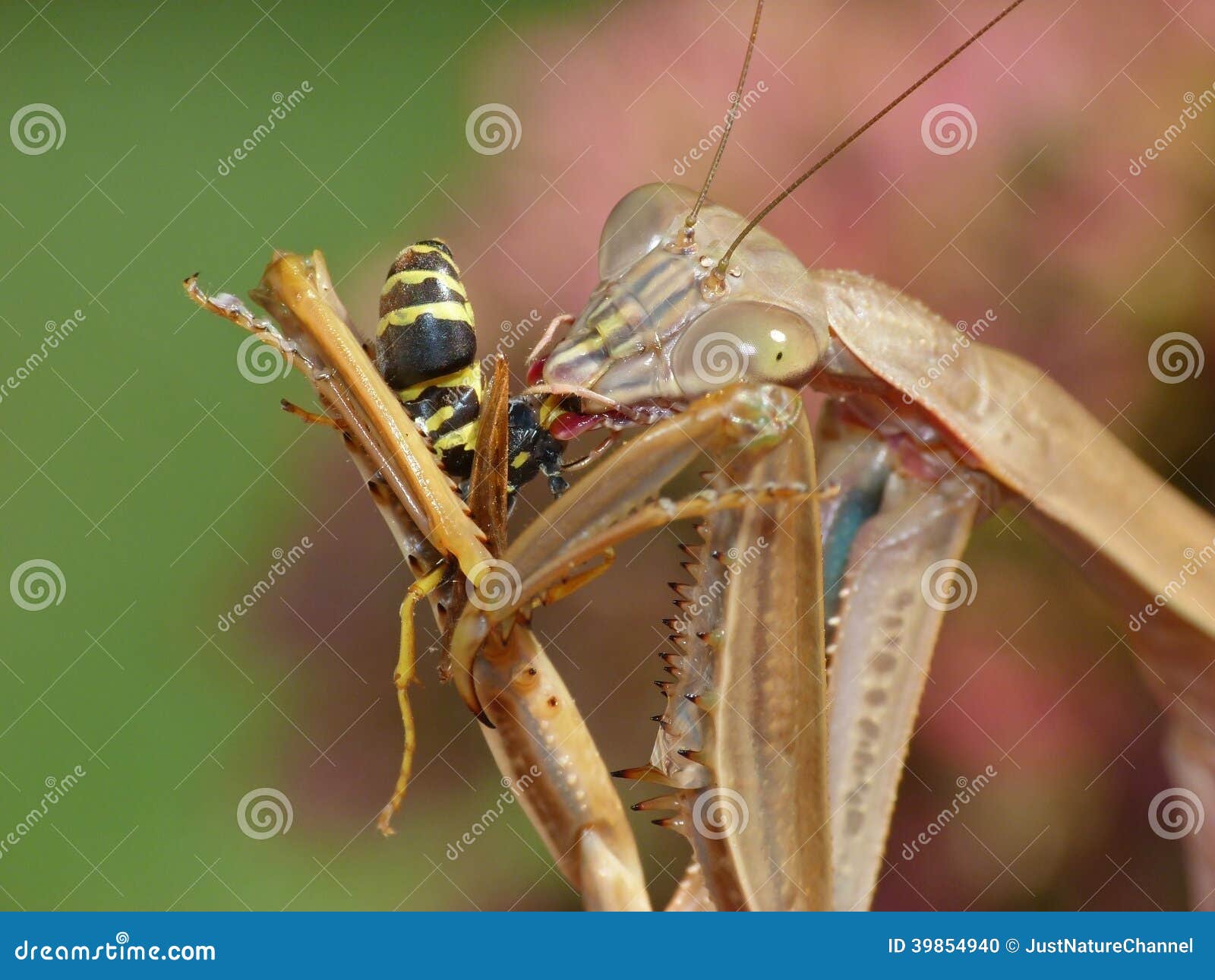 Praying Mantis Eating a Wasp Stock Photo Image of feeding, nature