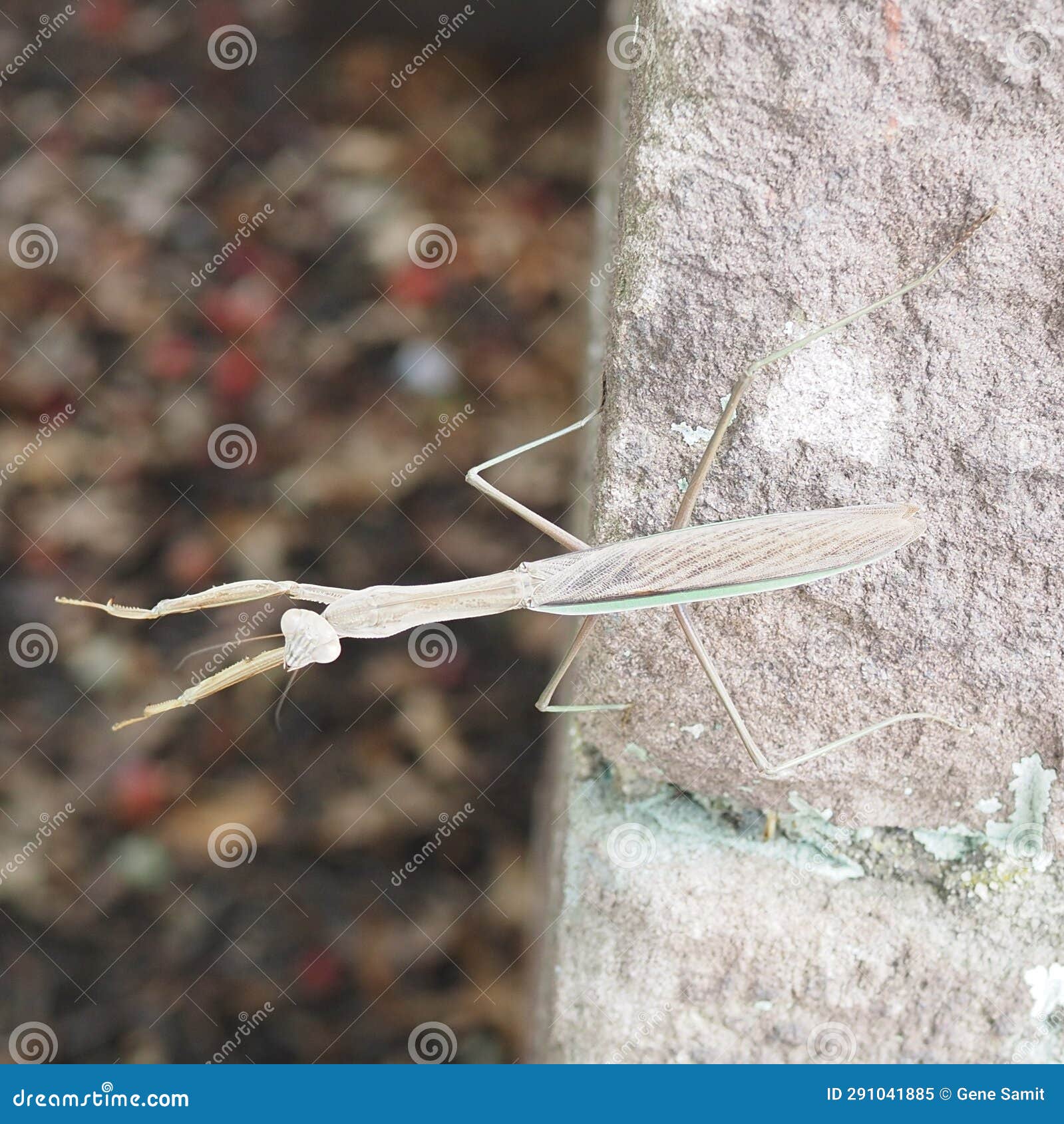 The Praying Mantis is on the Edge of the Wall Stock Image Image of flower, winter 291041885