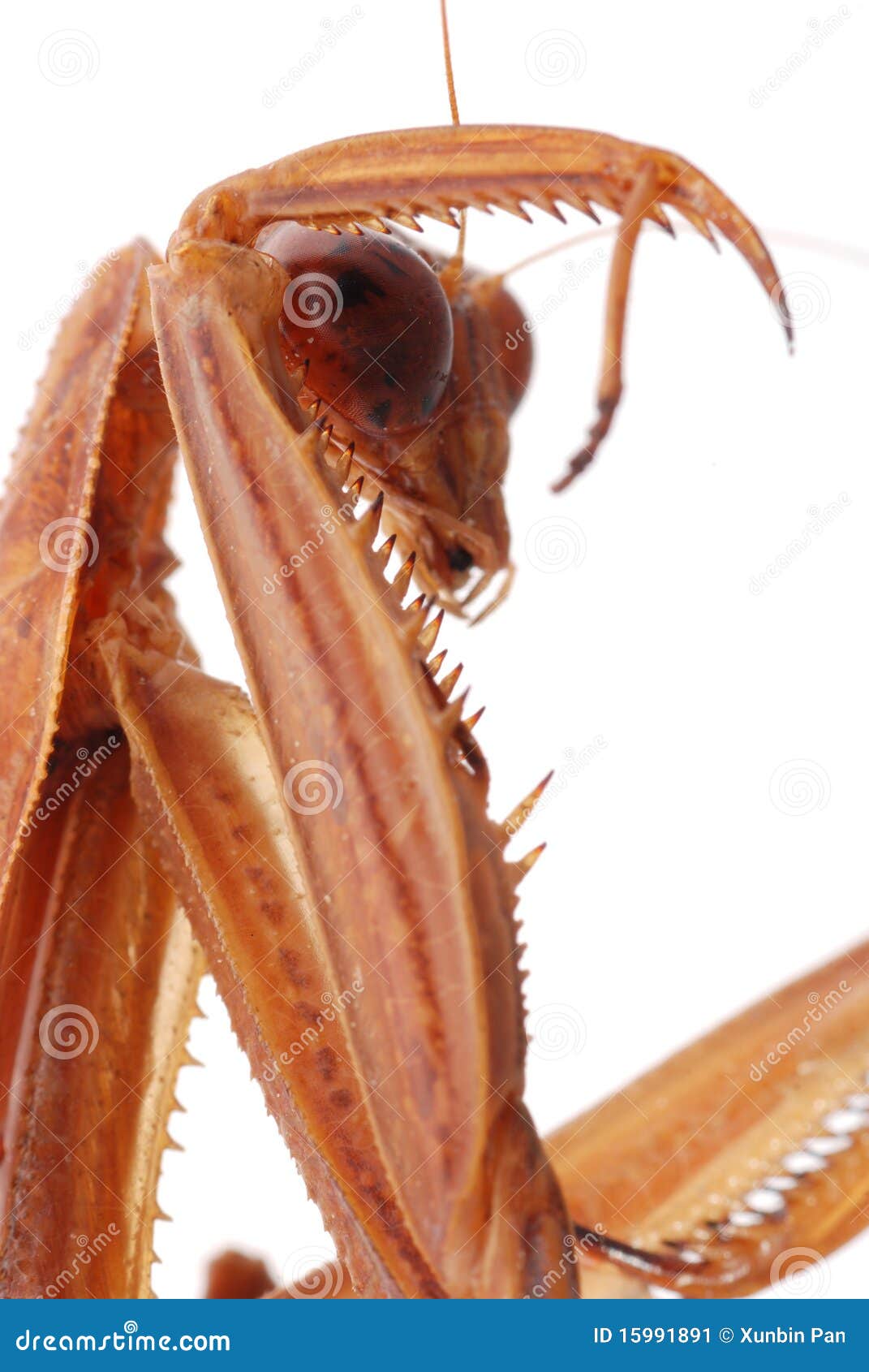 Praying mantis head macro stock image. Image of life 15991891