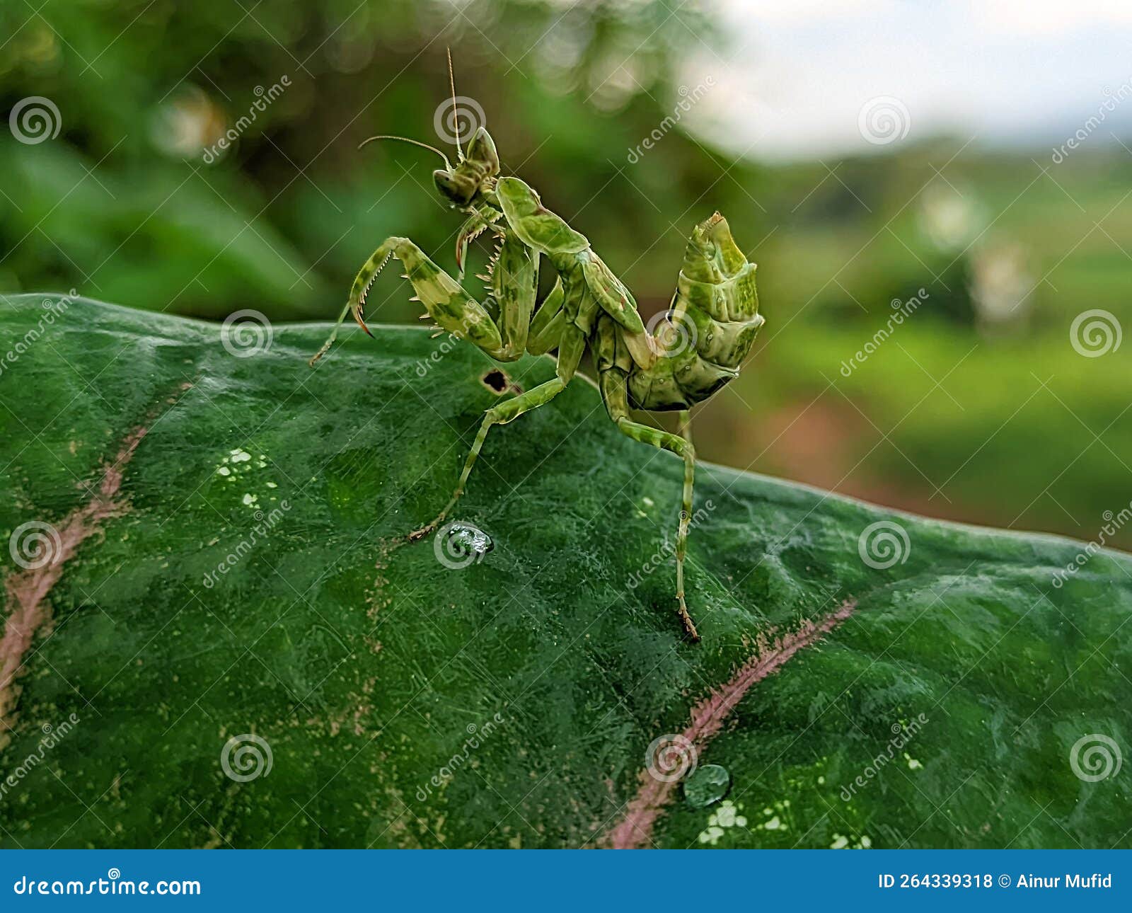 The Praying Mantis is an Insect of the Mantodea Order and is Usually