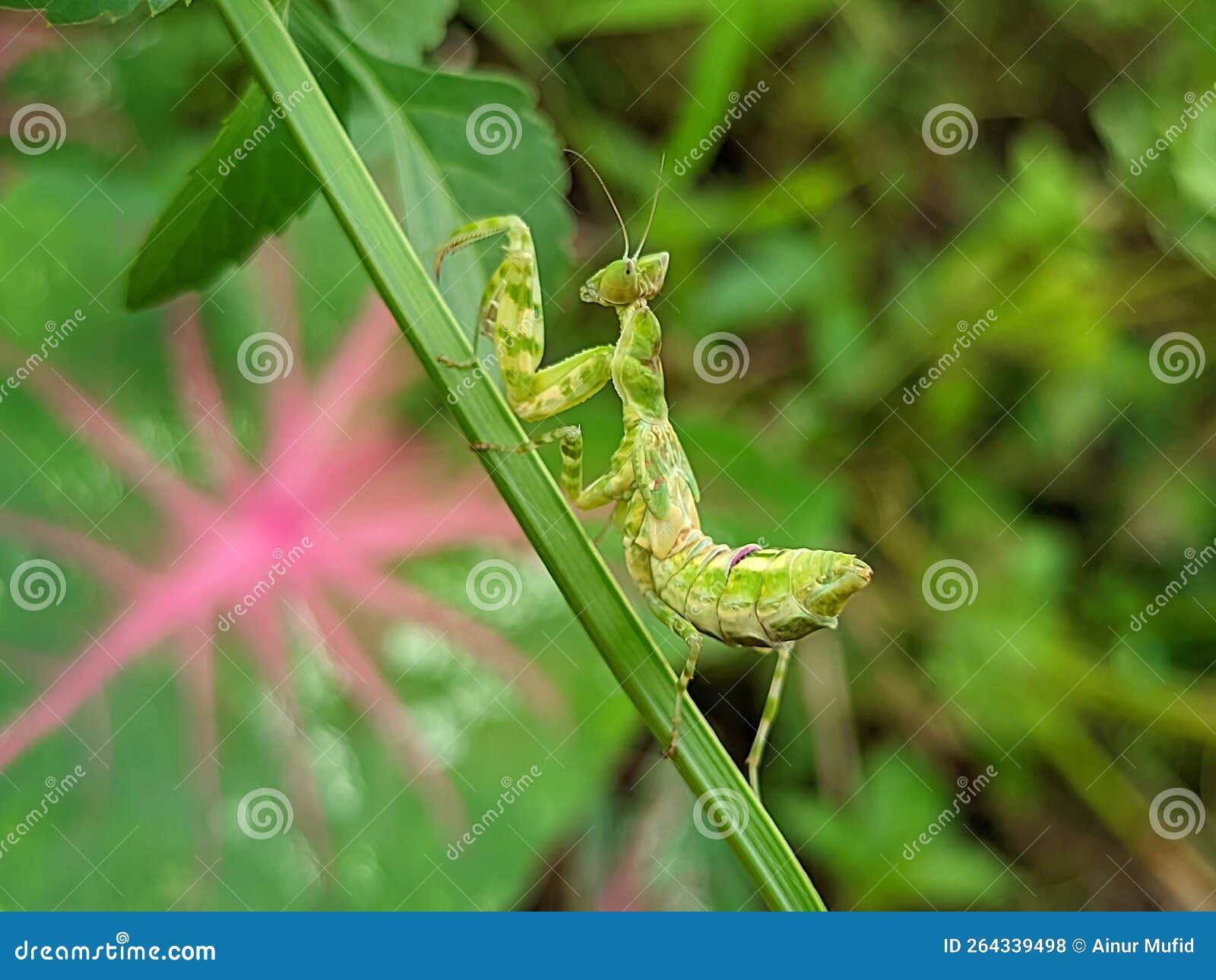 The Praying Mantis is an Insect of the Mantodea Order and is Usually