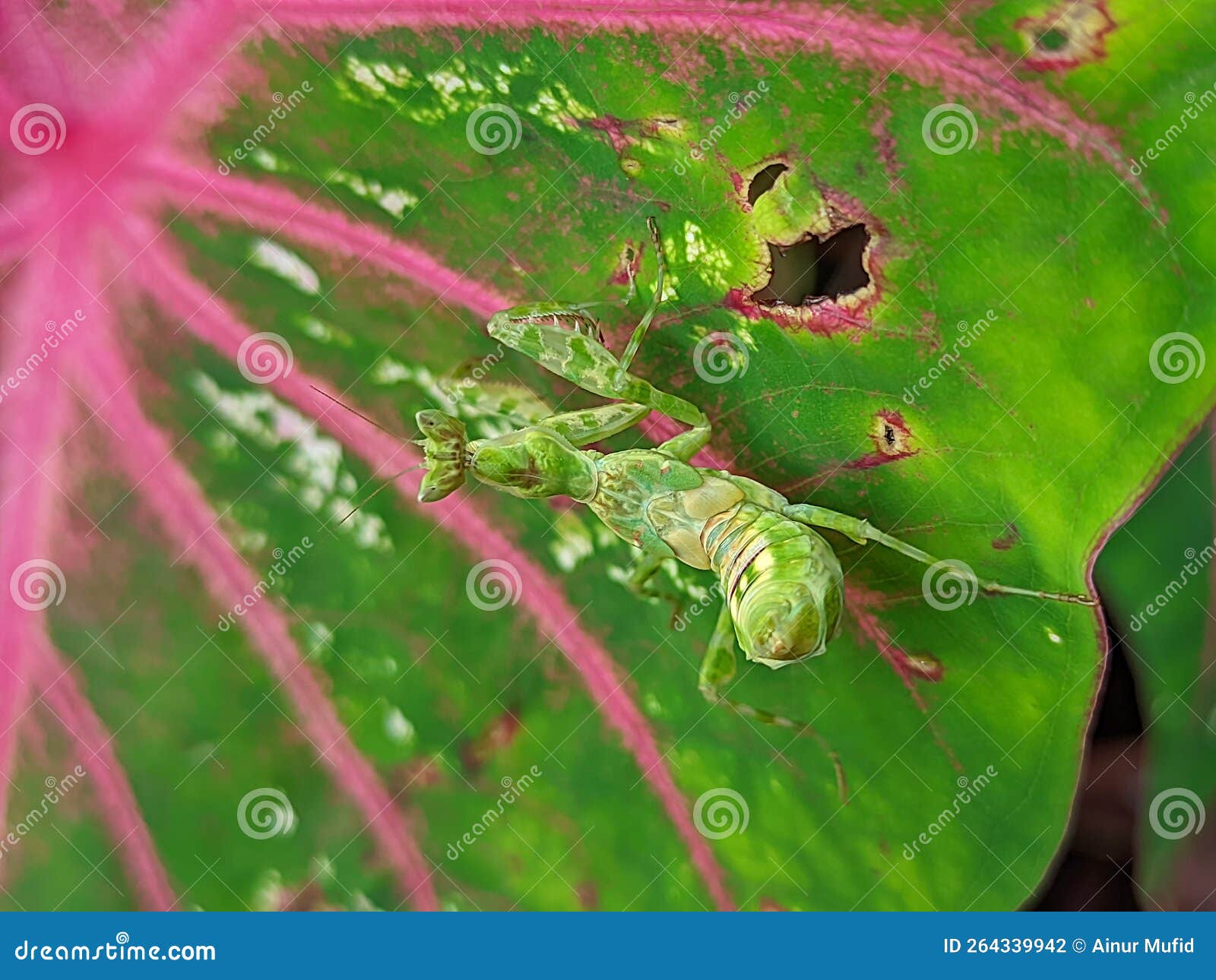 The Praying Mantis is an Insect of the Mantodea Order and is Usually