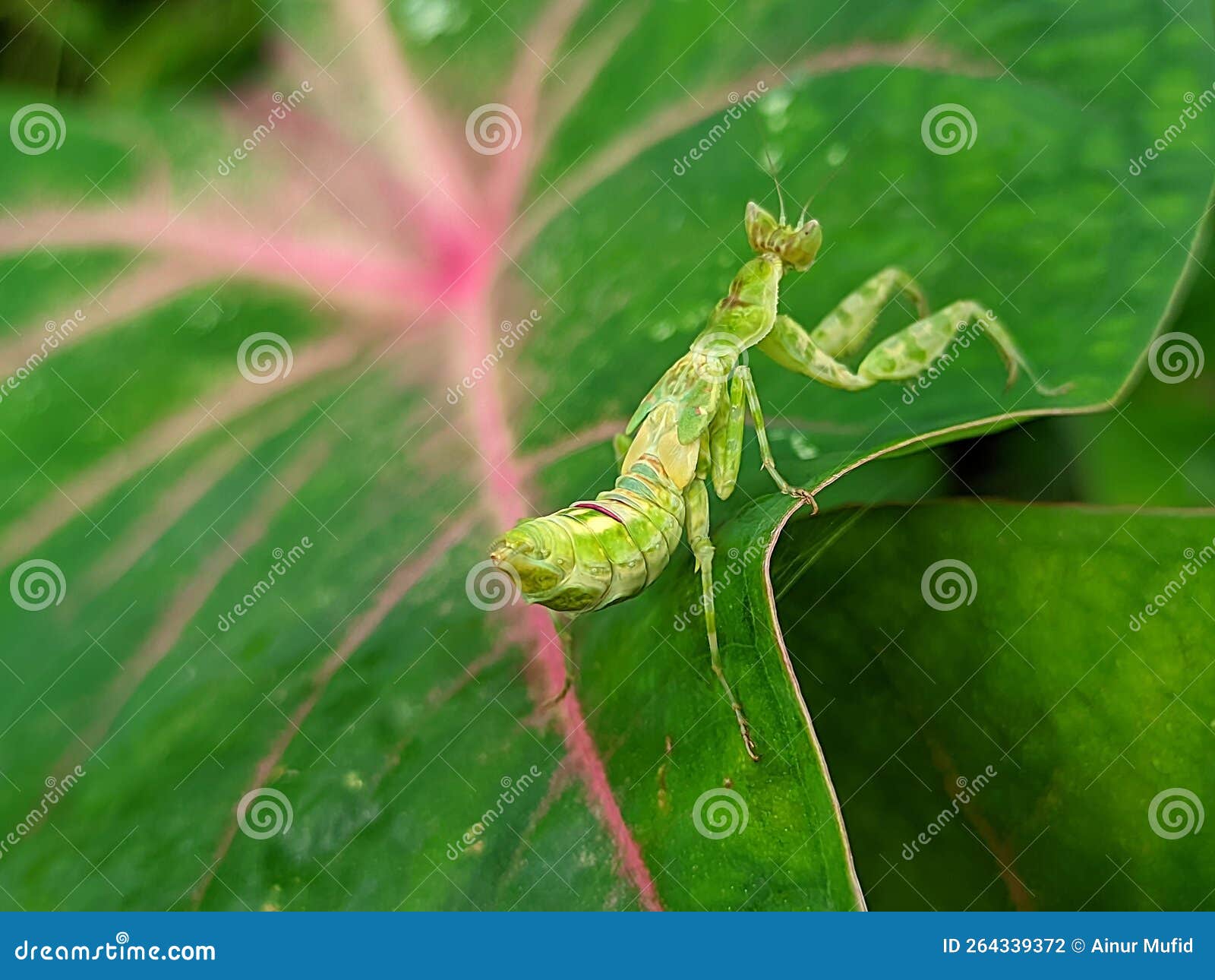 The Praying Mantis is an Insect of the Mantodea Order and is Usually