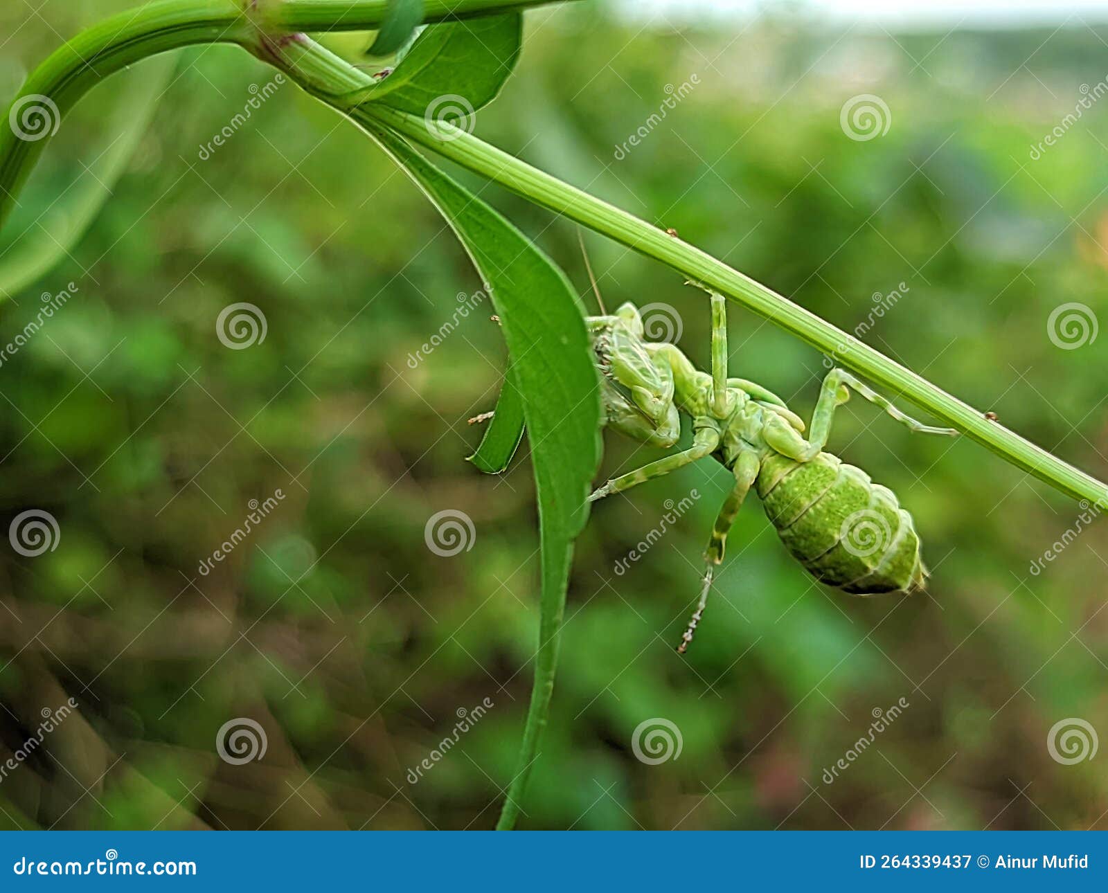 The Praying Mantis is an Insect of the Mantodea Order and is Usually