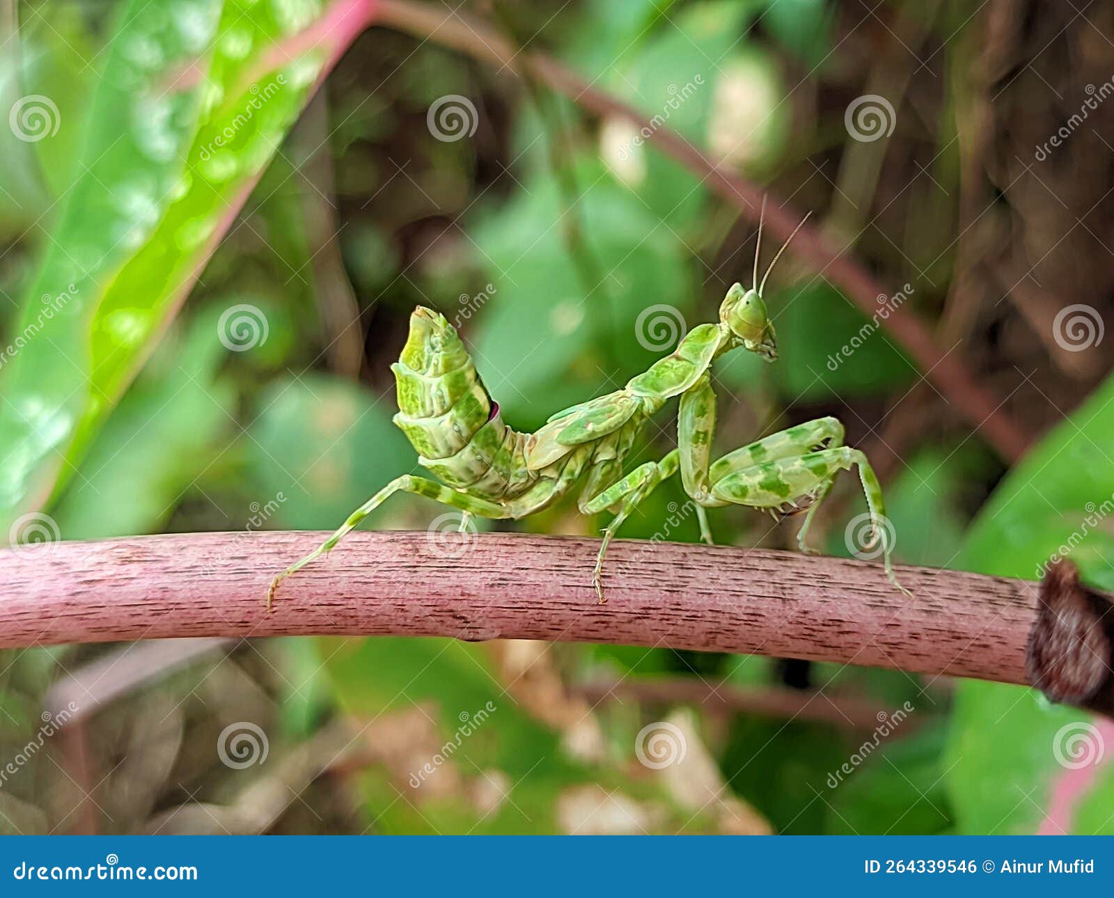 The Praying Mantis is an Insect of the Mantodea Order and is Usually