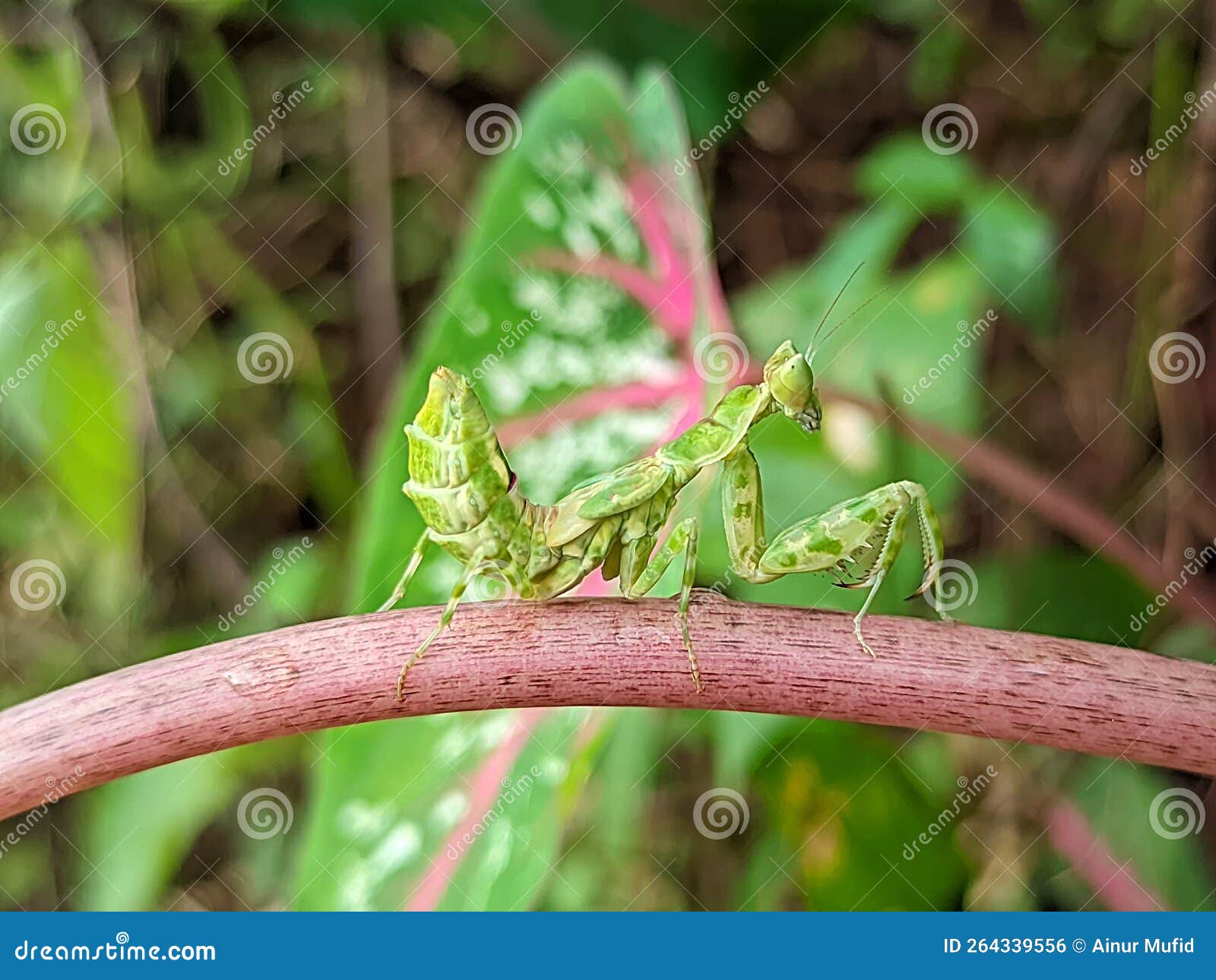 The Praying Mantis is an Insect of the Mantodea Order and is Usually