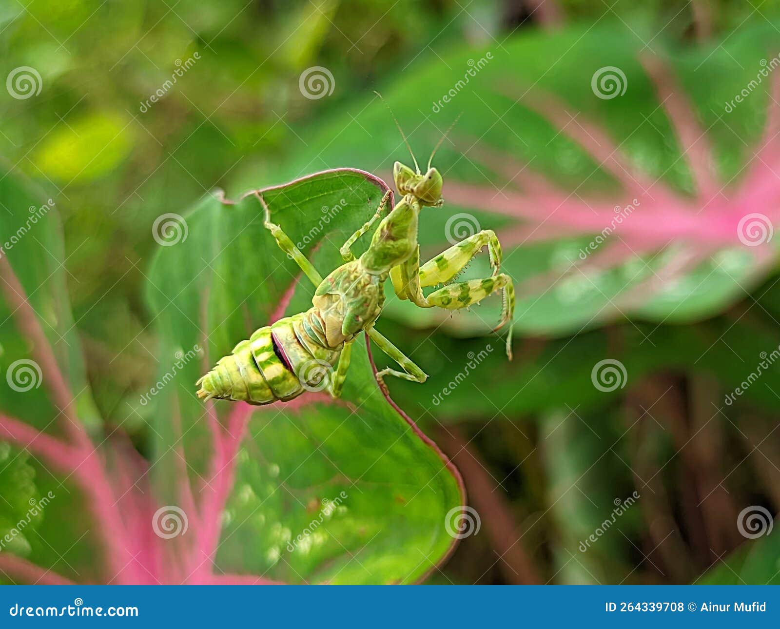 The Praying Mantis is an Insect of the Mantodea Order and is Usually