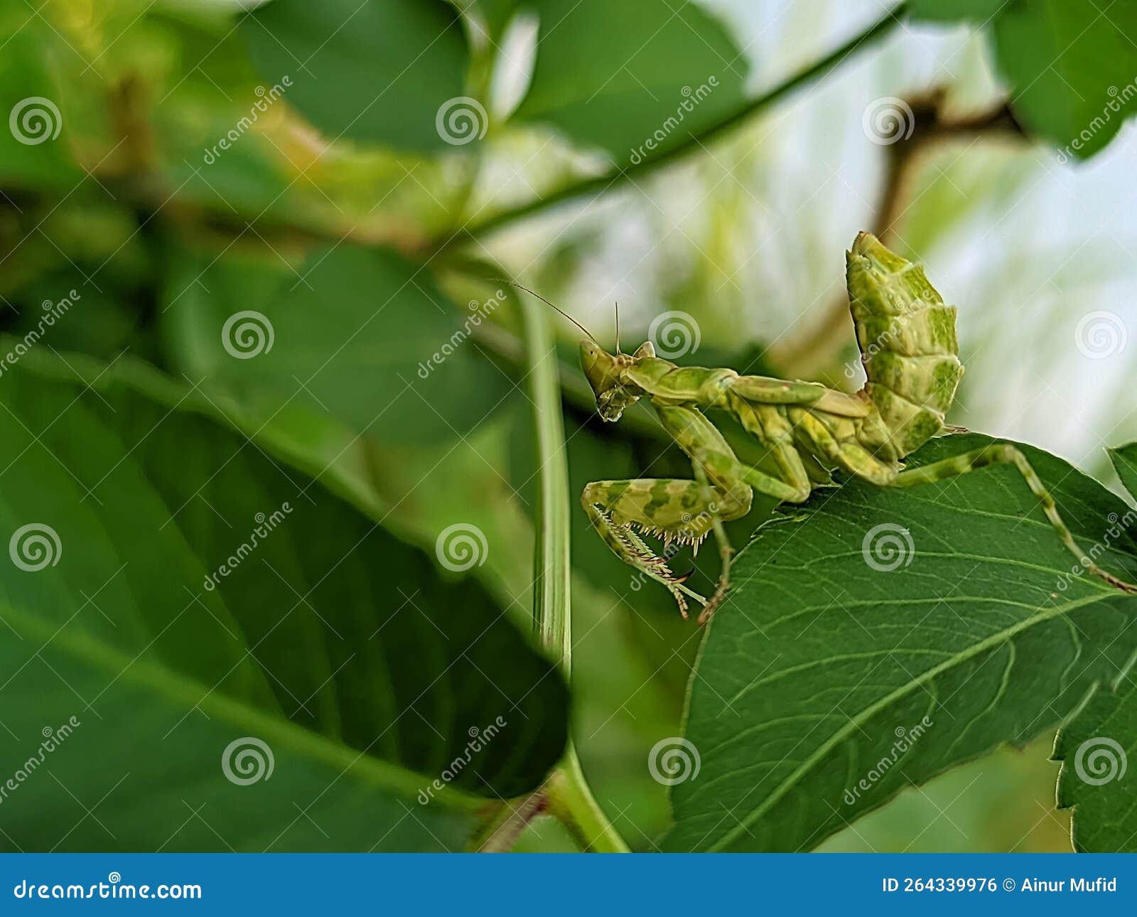 The Praying Mantis is an Insect of the Mantodea Order and is Usually