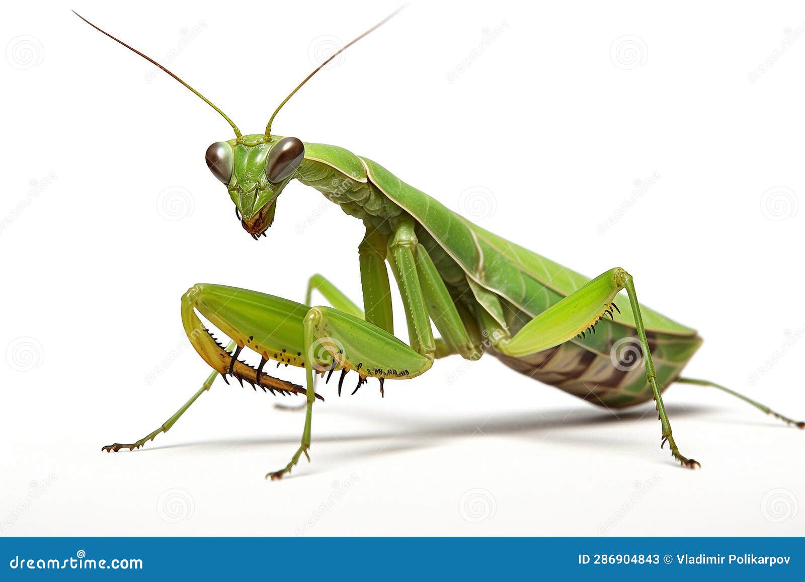 Praying Mantis Isolated on White Background Stock Illustration Illustration of jump, insect