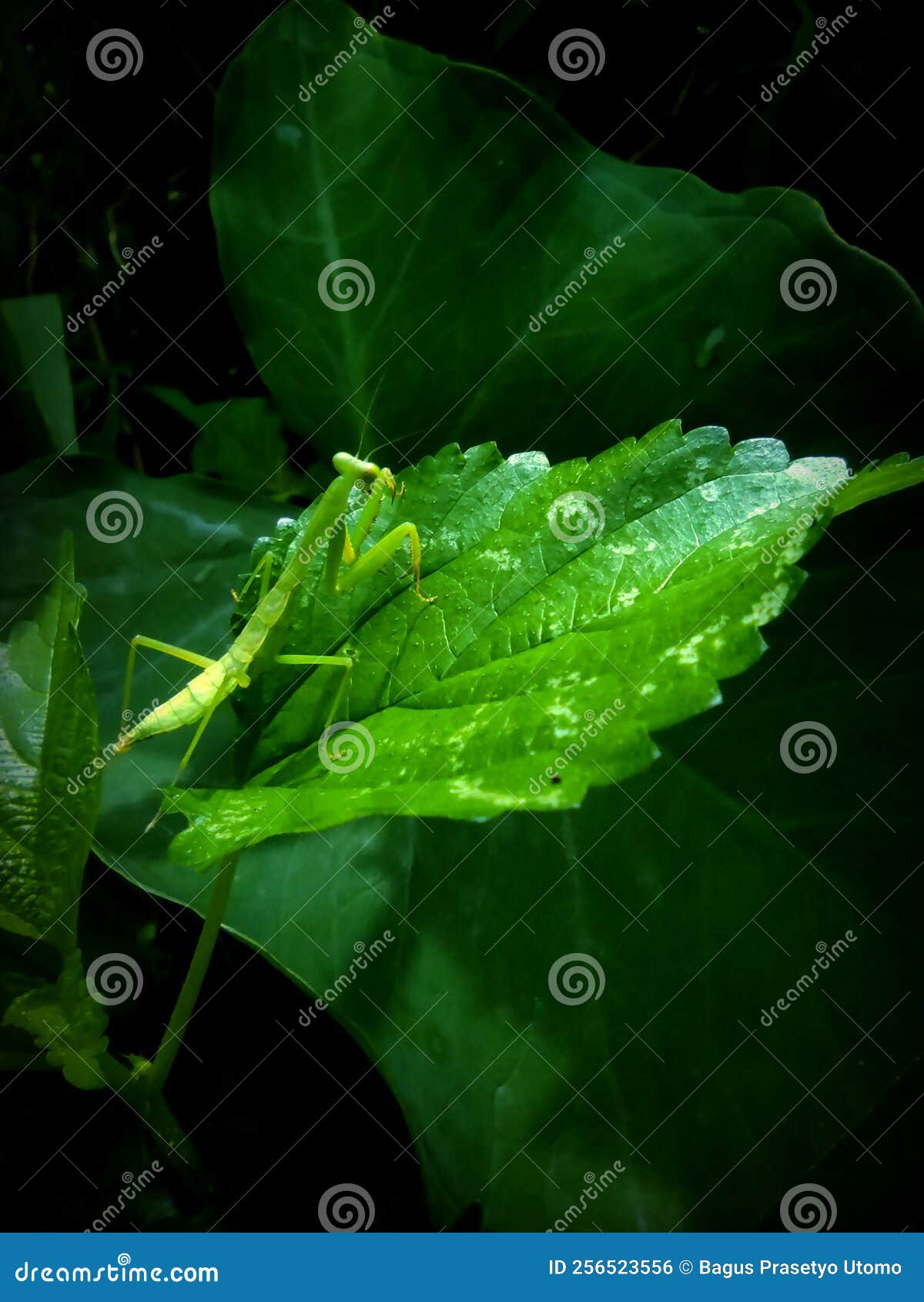 The Praying Mantis is Looking for Food on the Green Leaves Stock Photo ... Biology Diagrams
