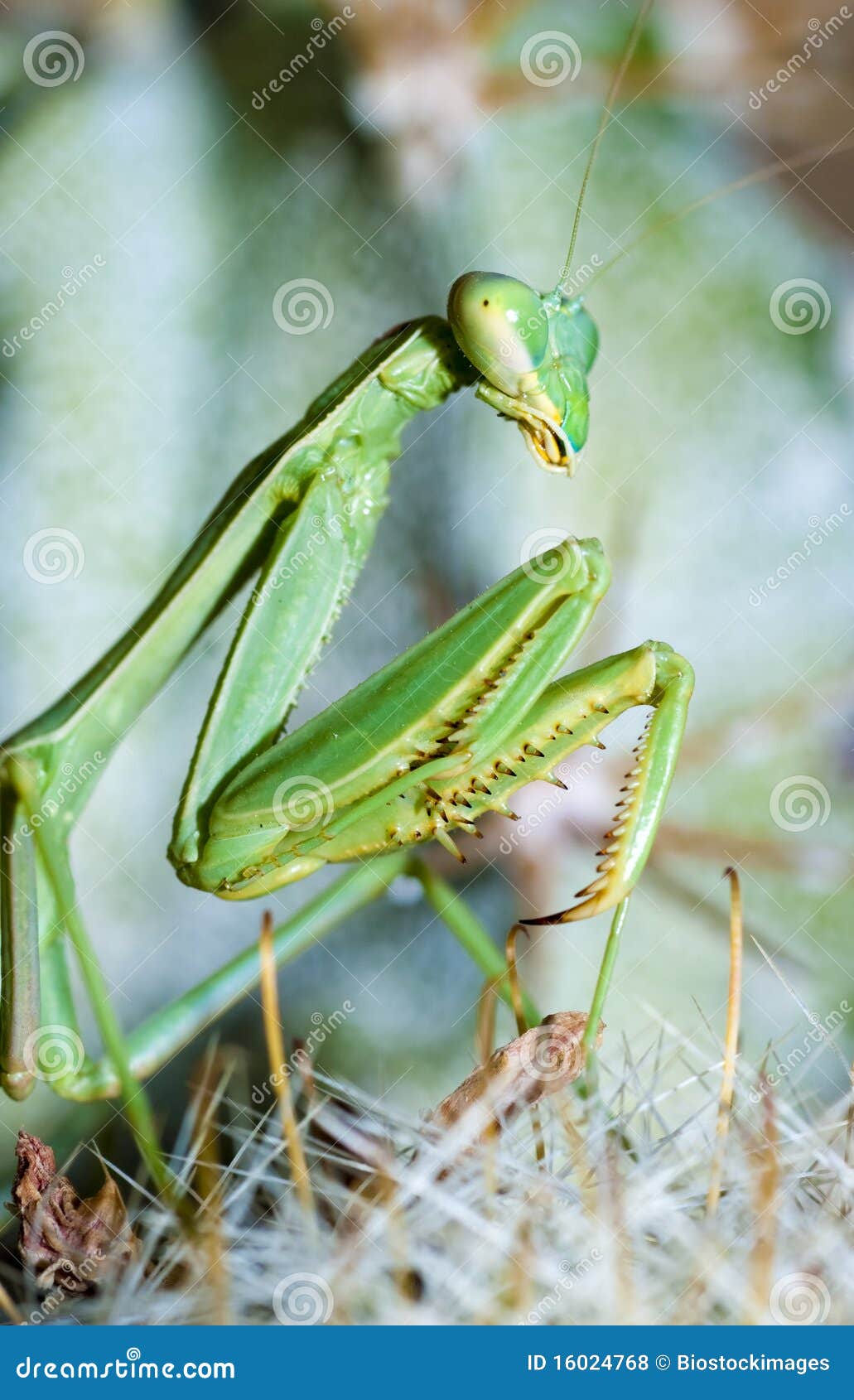 praying mantis, mantis religiosa
