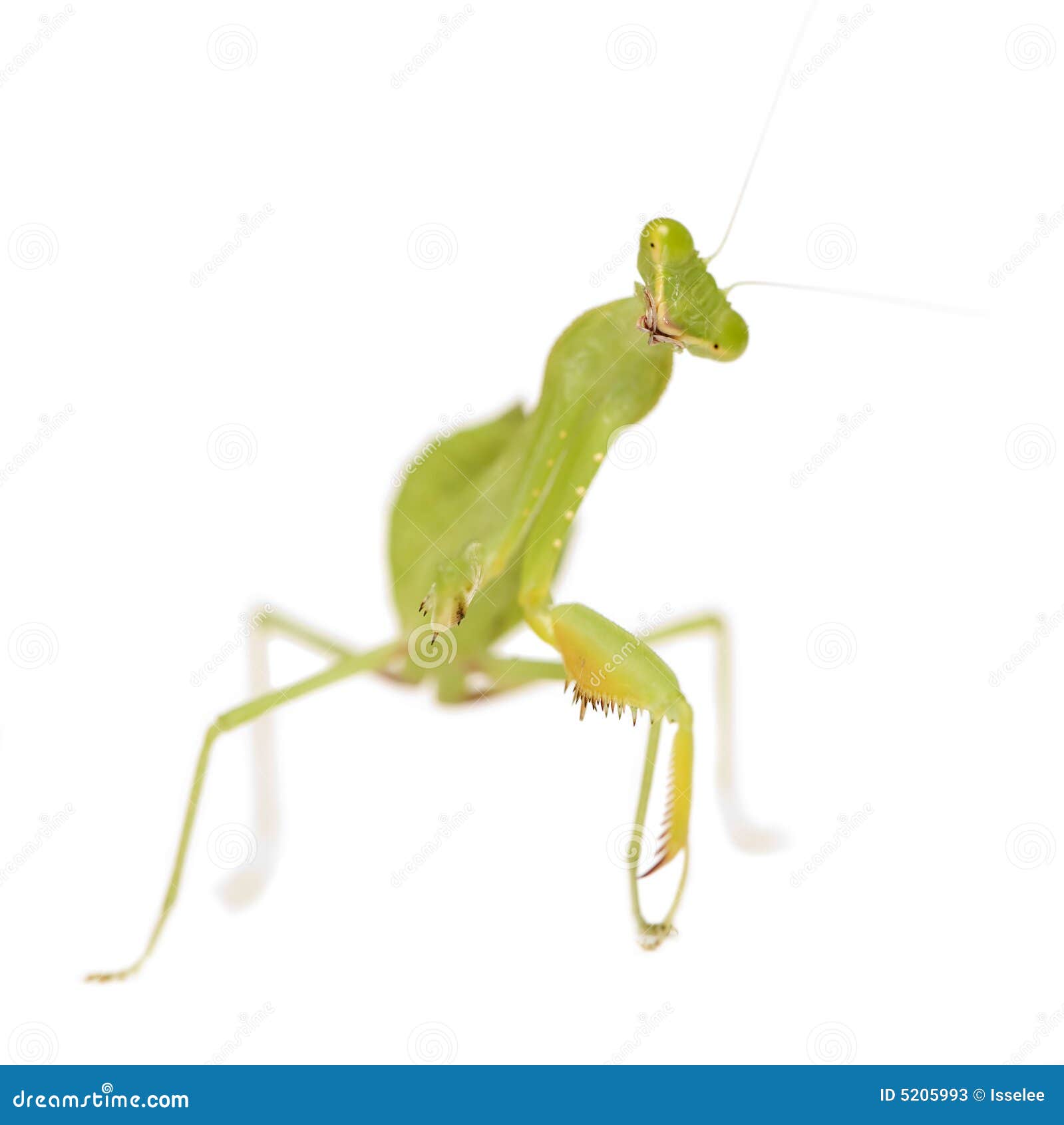 praying mantis - mantis religiosa
