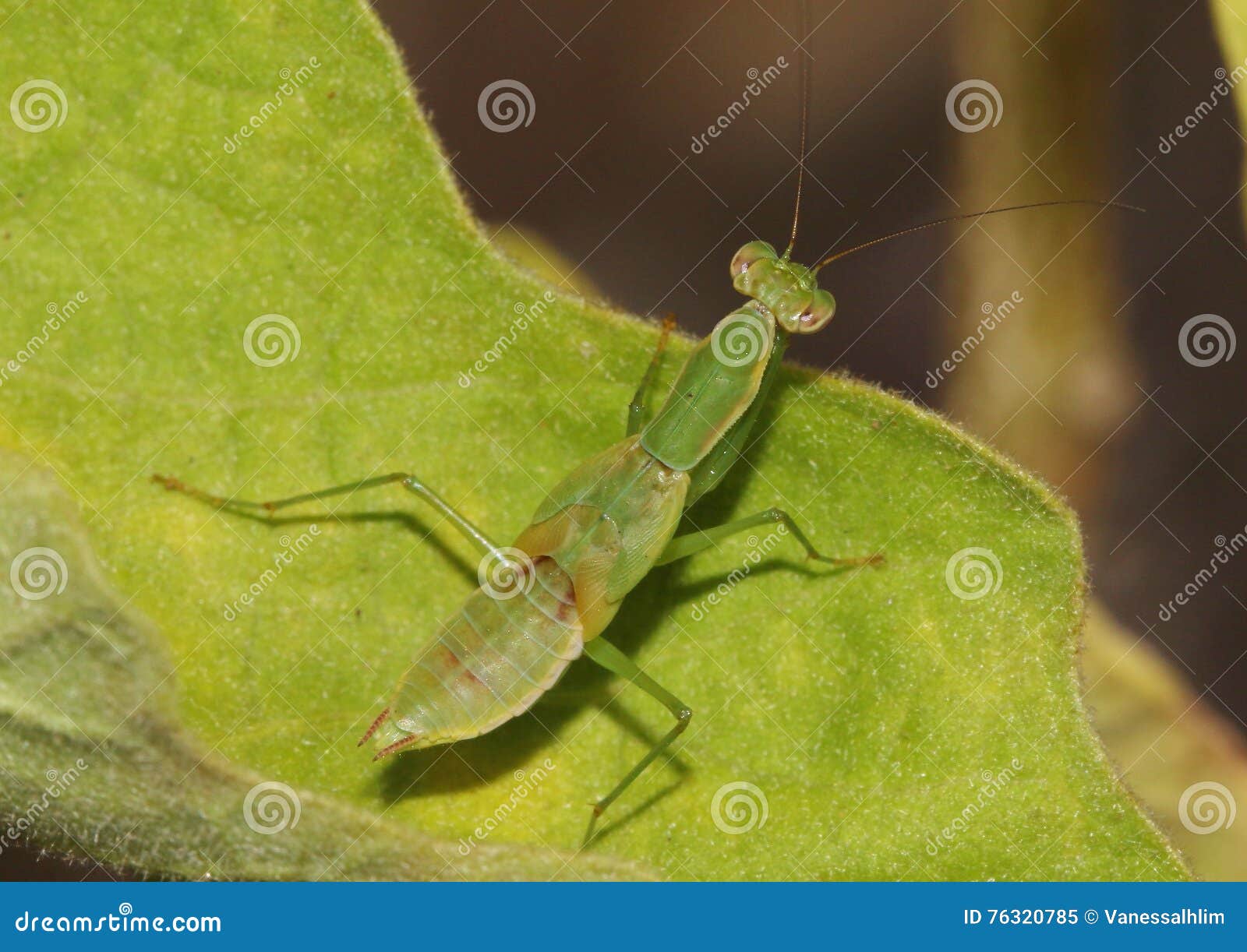 Praying Mantis, Mantis Religiosa, with Hardened Shell, Ready To Molt