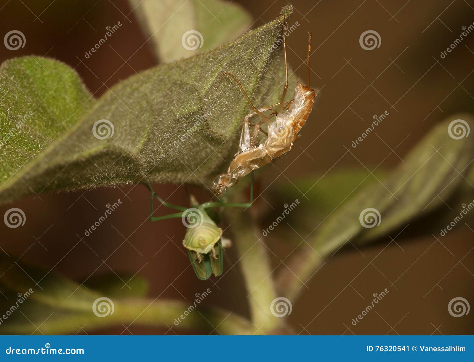 Praying Mantis, Mantis Religiosa, with Its Molt Stock Image Image of