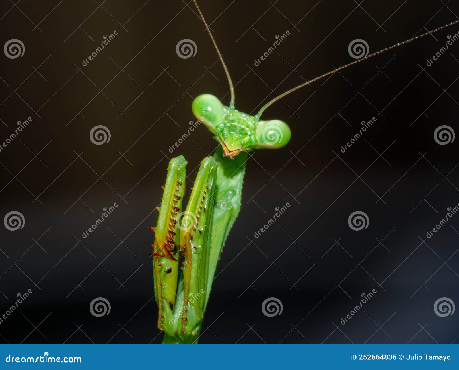 Praying Mantis,Mantodea, Close Up with Claws Retracted about To Jump, Looking Straight To the