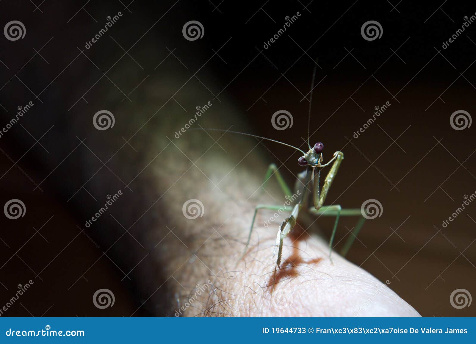 Praying Mantis on a Person S Arm Stock Image Image of mantodea, clean