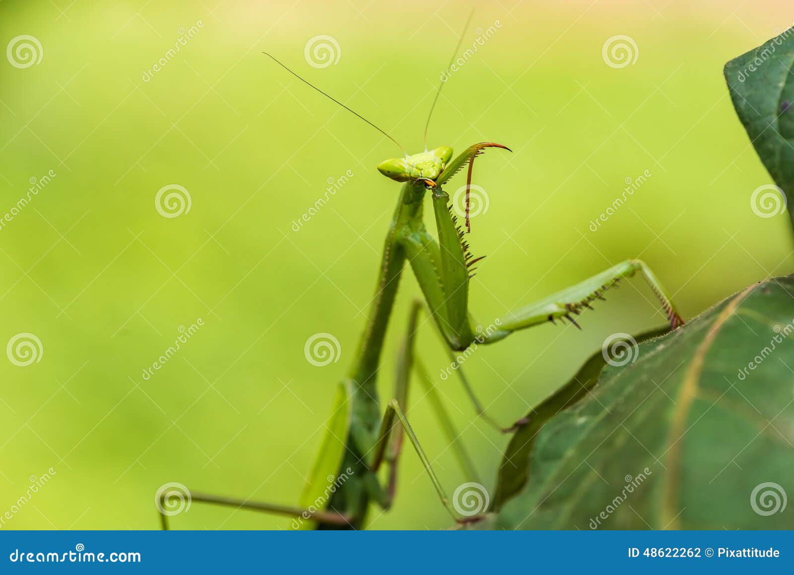 praying mantis in the peruvian amazon jungle at madre de dios pe