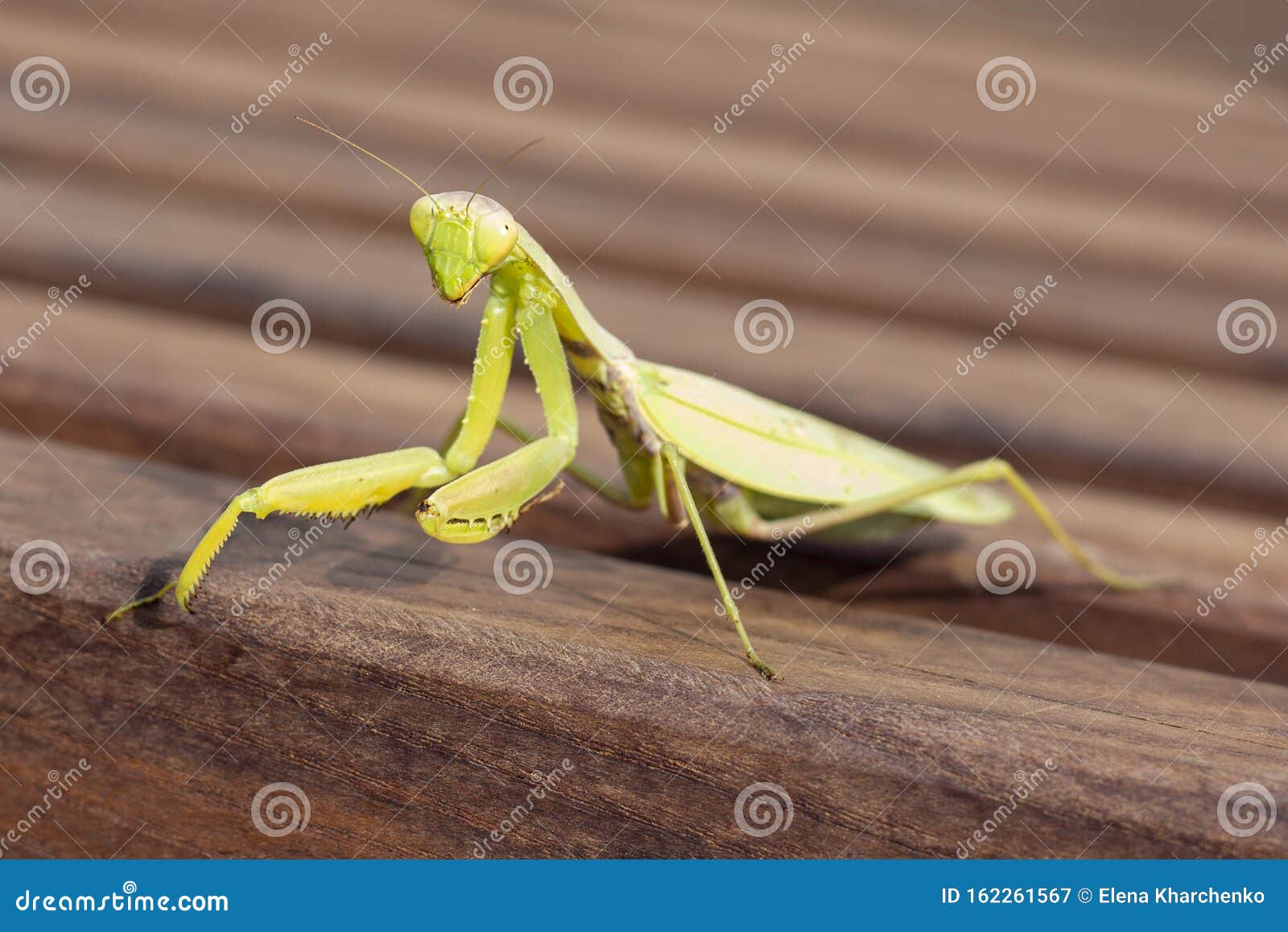 Praying Mantis. Mantis Sits on a Wooden Surface Stock Image - Image of