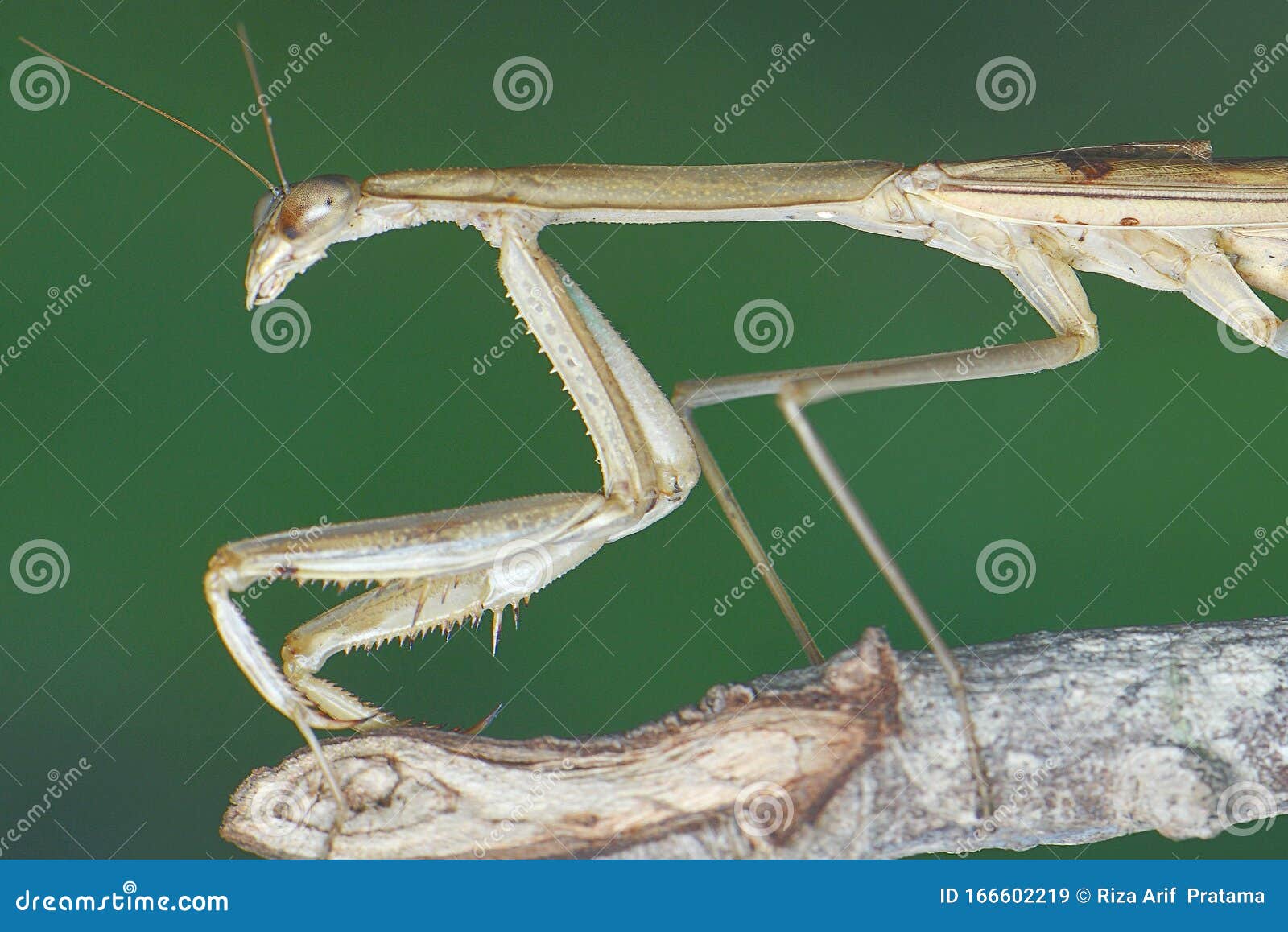 Praying Mantis Stay on Wood Stock Image - Image of praying, mantis