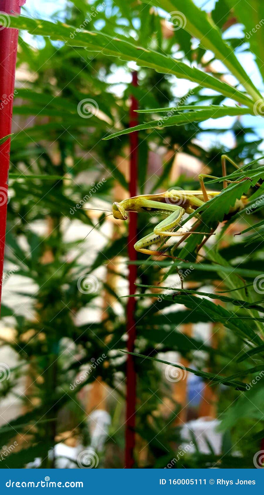 Praying Mantis sunbathing stock image. Image of leaves 160005111