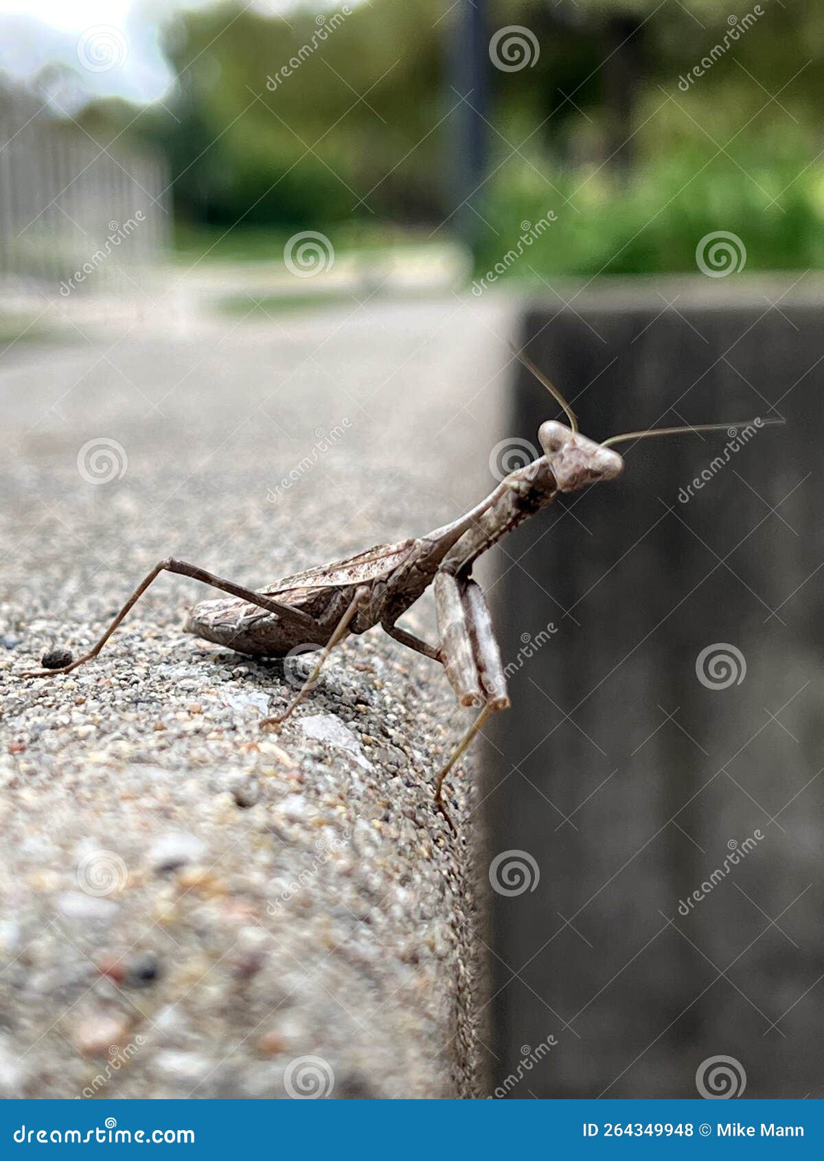 Praying Mantis Perched on Stone Wall Stock Photo Image of perched