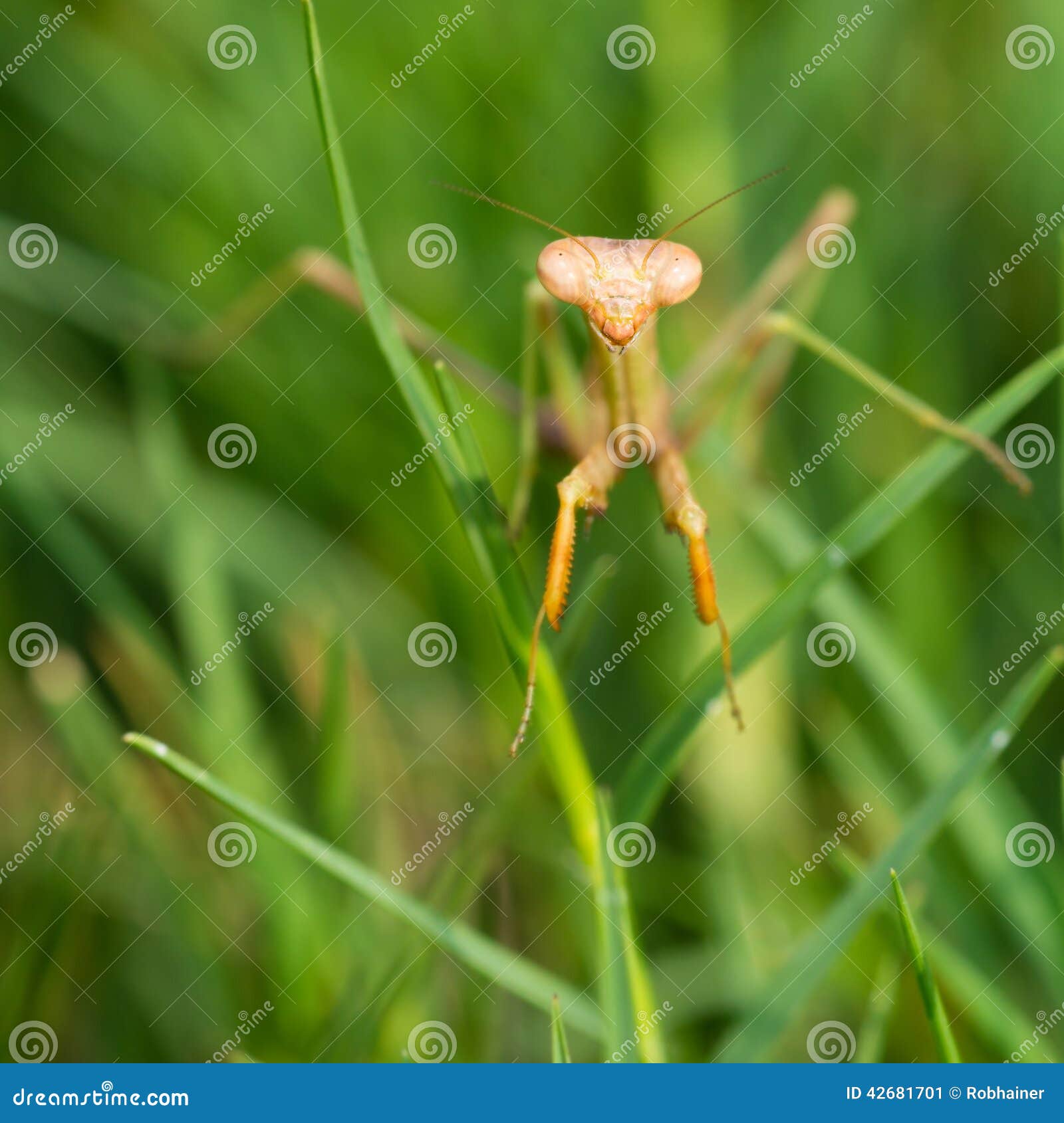 Praying Mantis Walking in Grass Stock Image Image of white, looking