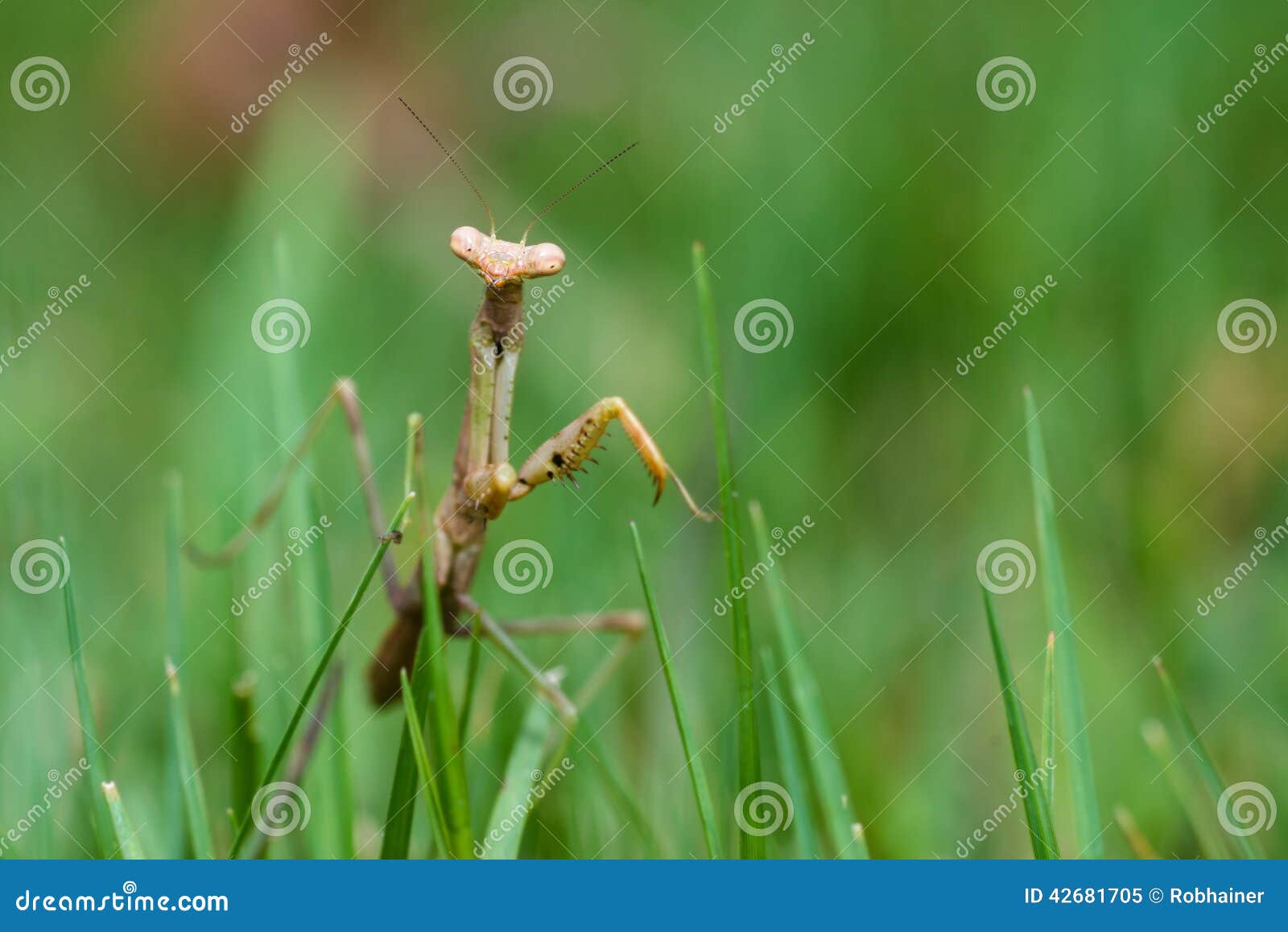 Praying Mantis Walking in Grass Stock Image Image of mantis, green
