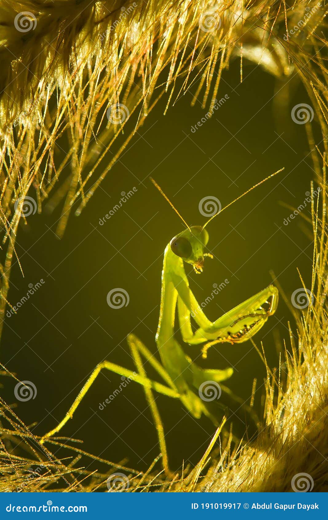 praying mantish on wild grass