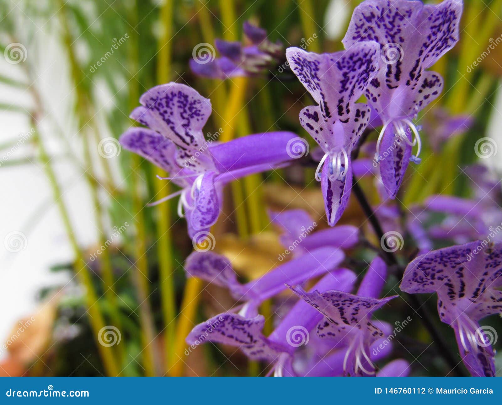 mini orquÃÂ­deas moradas con fondo de palmeras