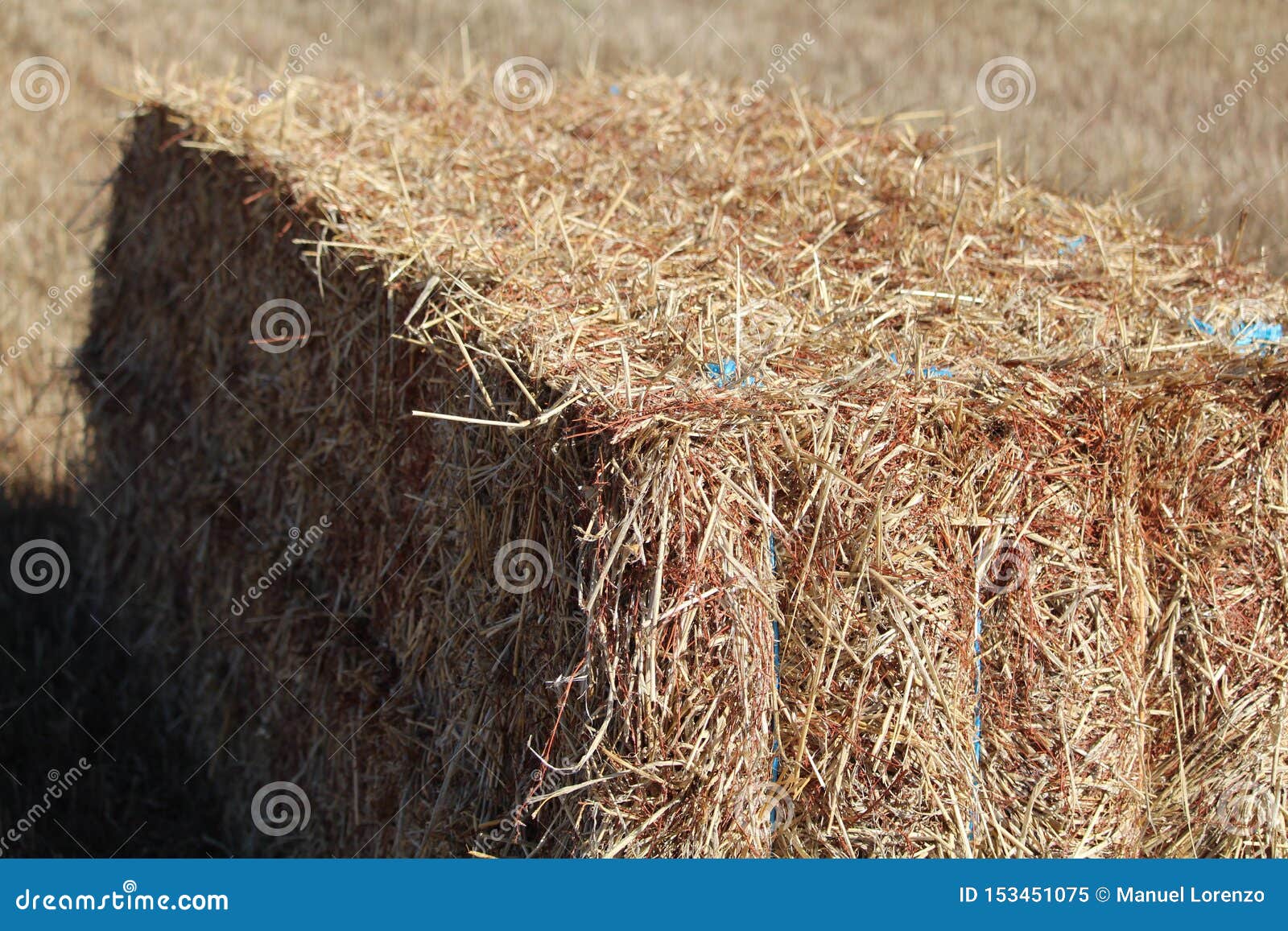 the precious image of a piece of straw ready to be stored