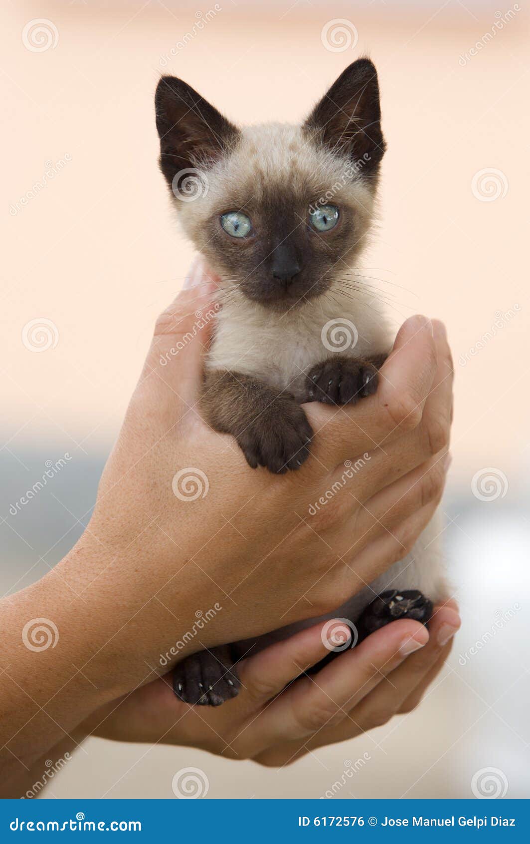 Precious Little Siamese Cat Stock Photo - Image: 6172576