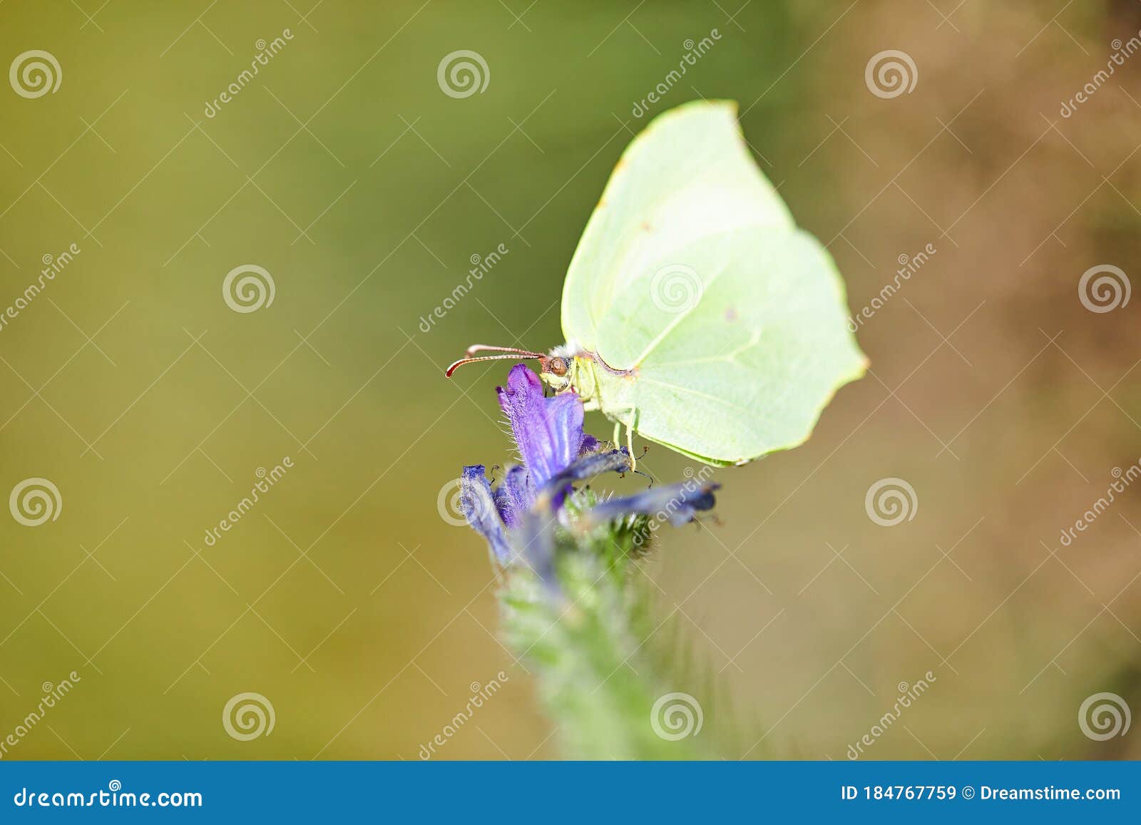 burst of joy in spring with butterflies