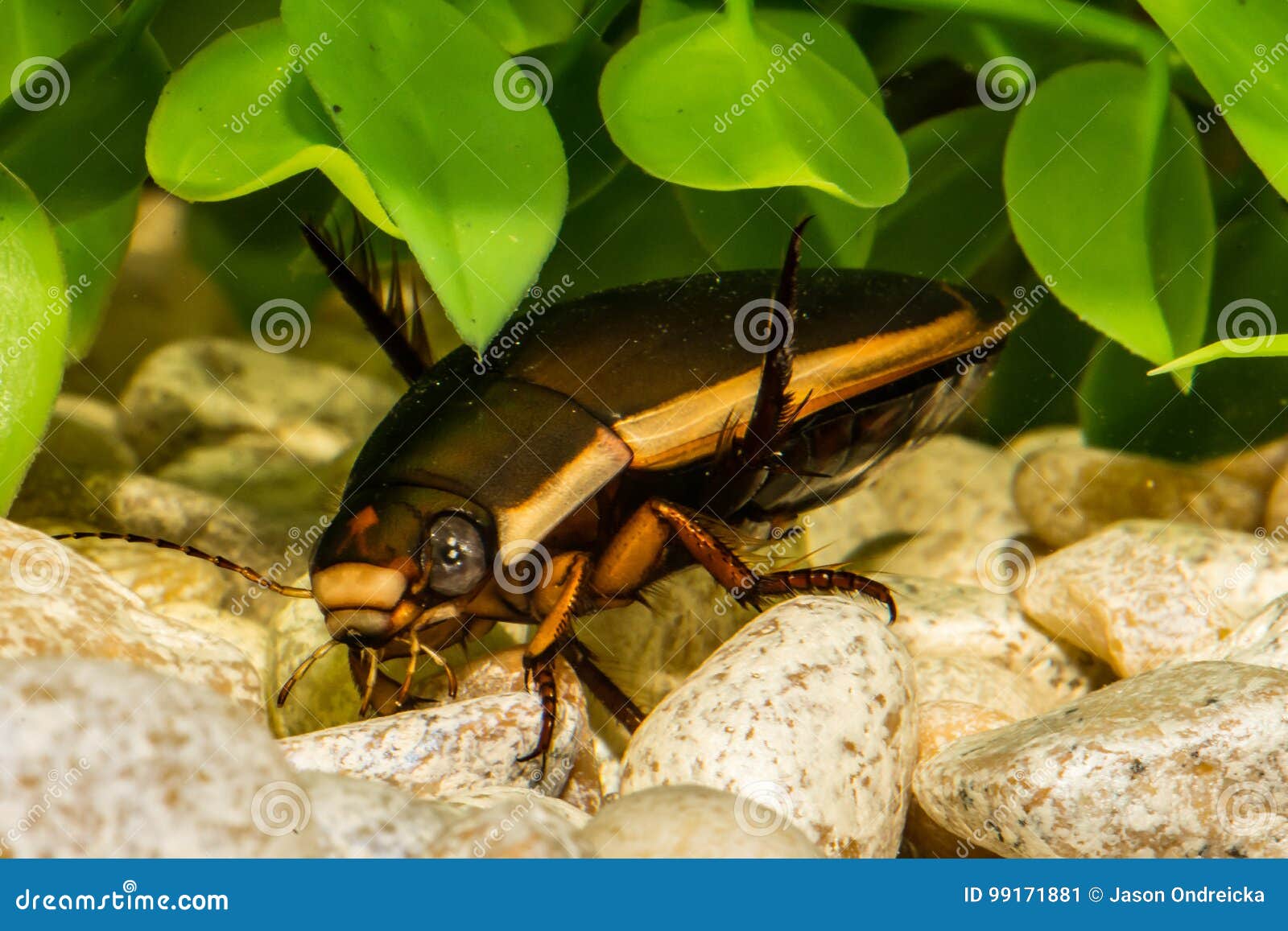 Predacious Diving Beetle stock image. Image of aquarium 99171881