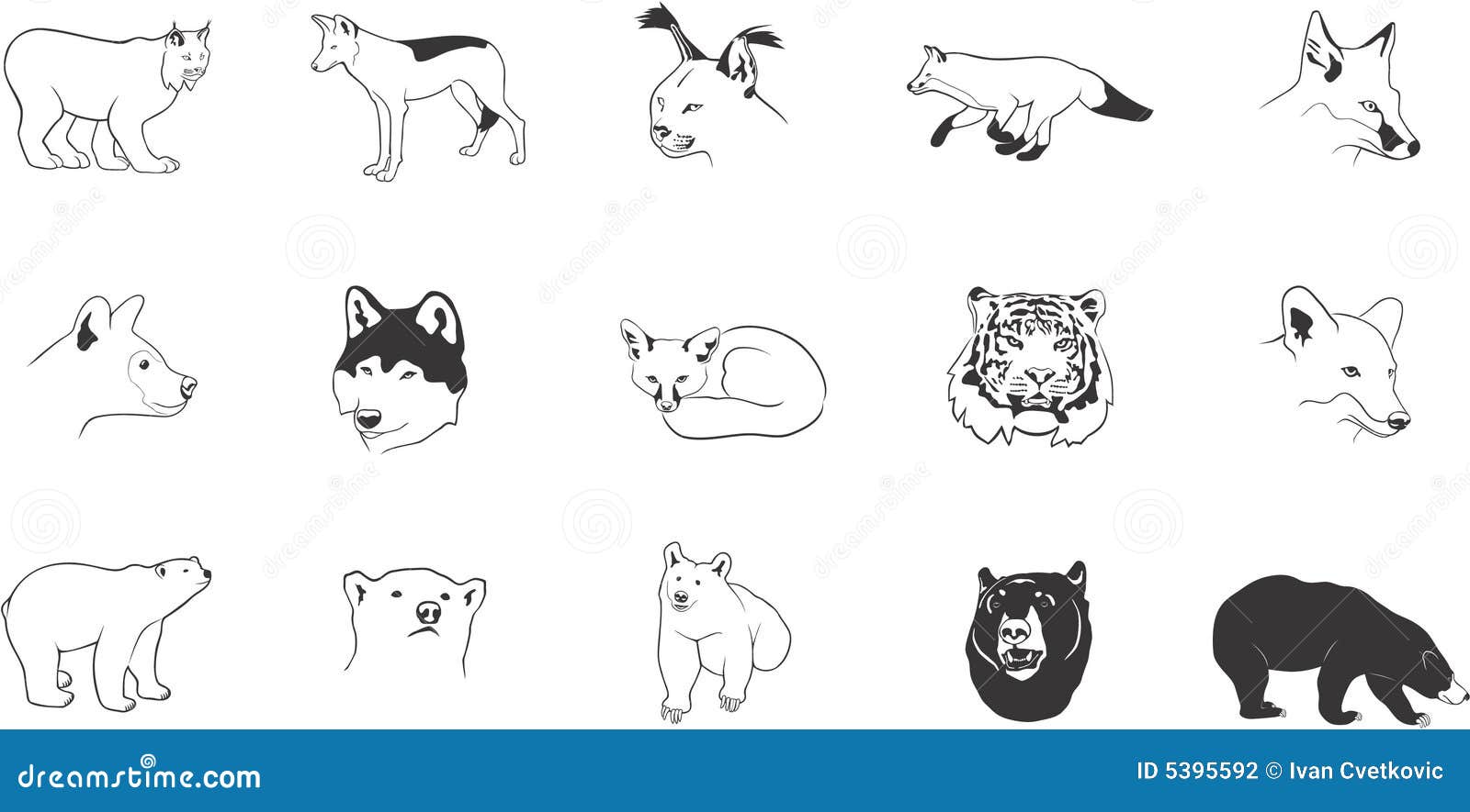 Predator Animal Illustrations Stock Vector - Illustration of drawings, polar: 5395592 Predator Animal Illustrations Stock Vector - Illustration of drawings, polar: 5395592