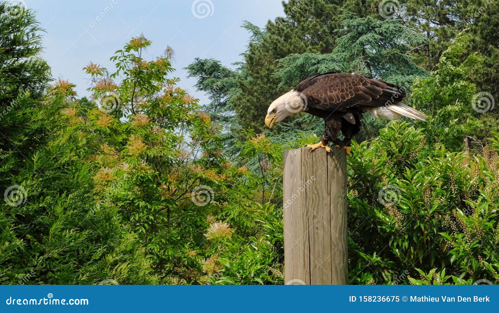 predator bird on the tree. the changeable hawk-eagle or crested hawk-eagle nisaetus cirrhatus