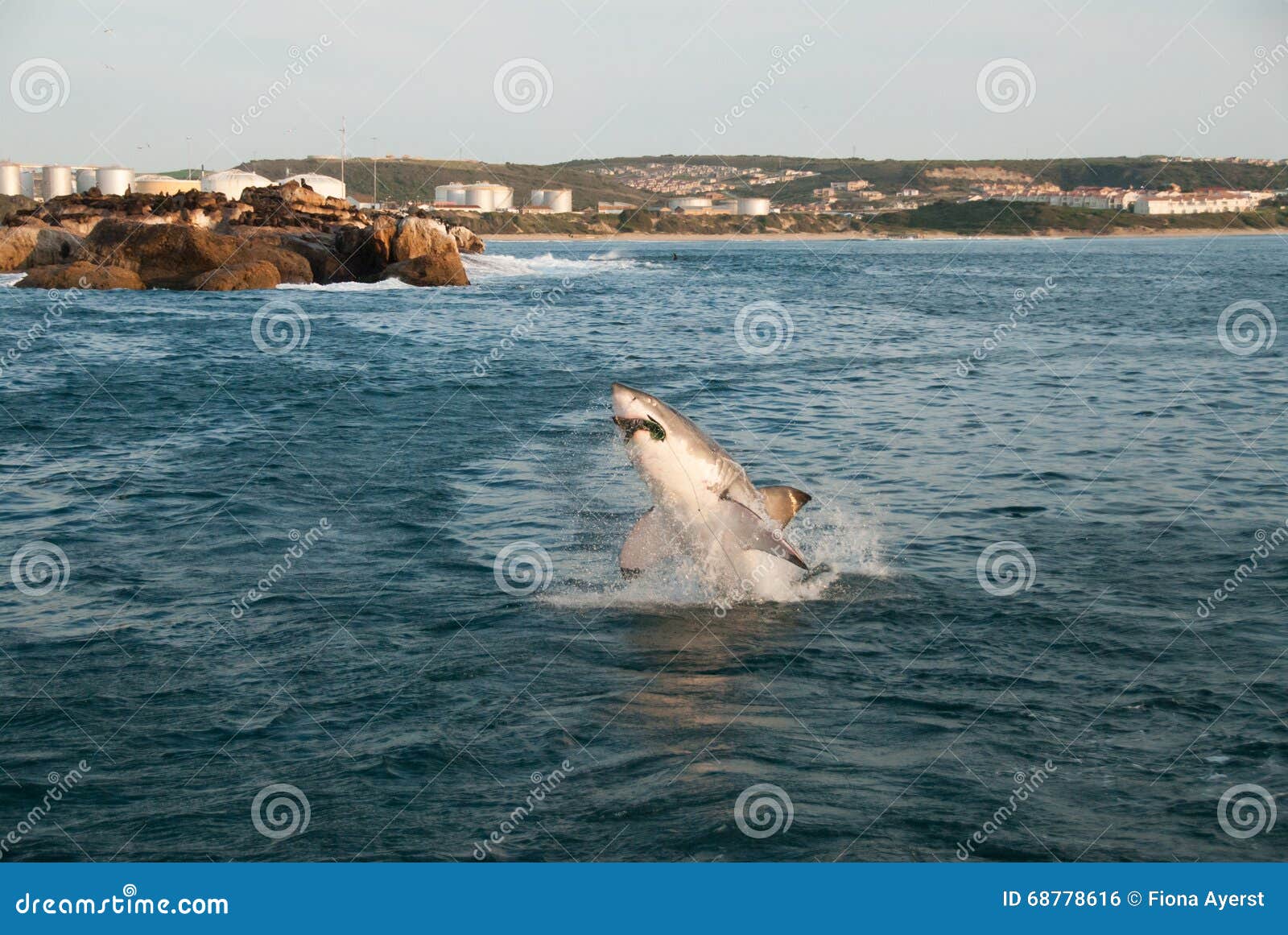 what is an example of a predator/prey relationship in the ocean