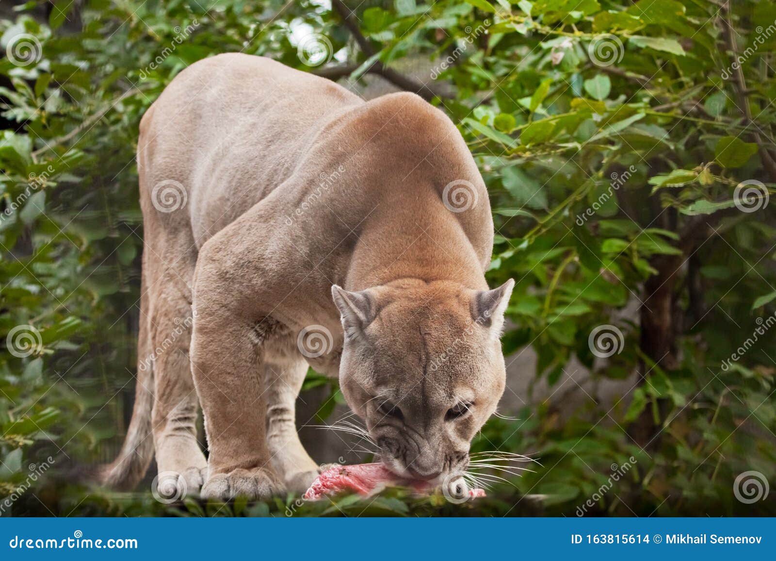 puma jungle cat