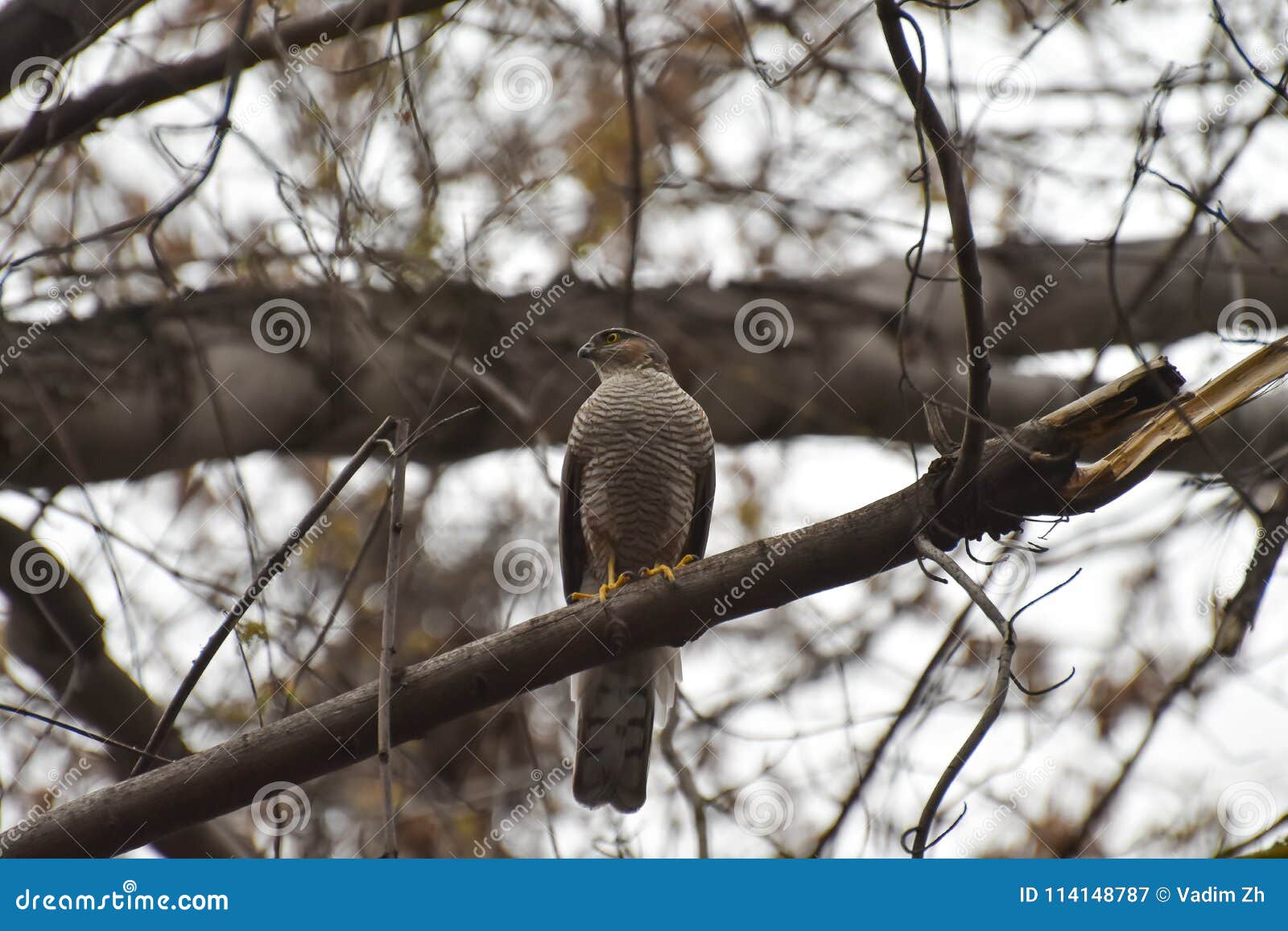 Predatory Bird, Sitting on a Tree. Stock Image Image of buteo, animal