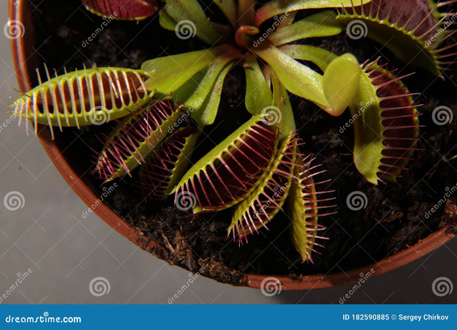 predatory plant dionea venus flytrap close-up