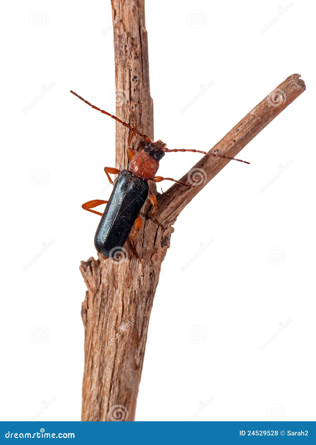 Predatory Soldier Beetle Isolated on Twig Stock Photo Image of elytra, soldier 24529528
