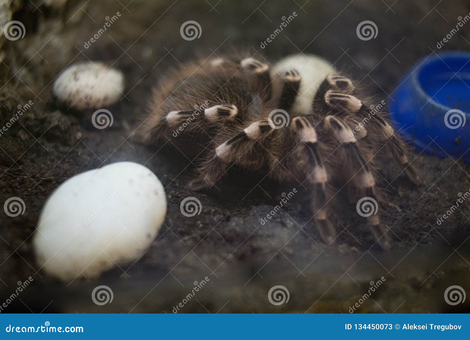 Predatory Spider Tarantula in a Zoo Terrarium Stock Image - Image of ...