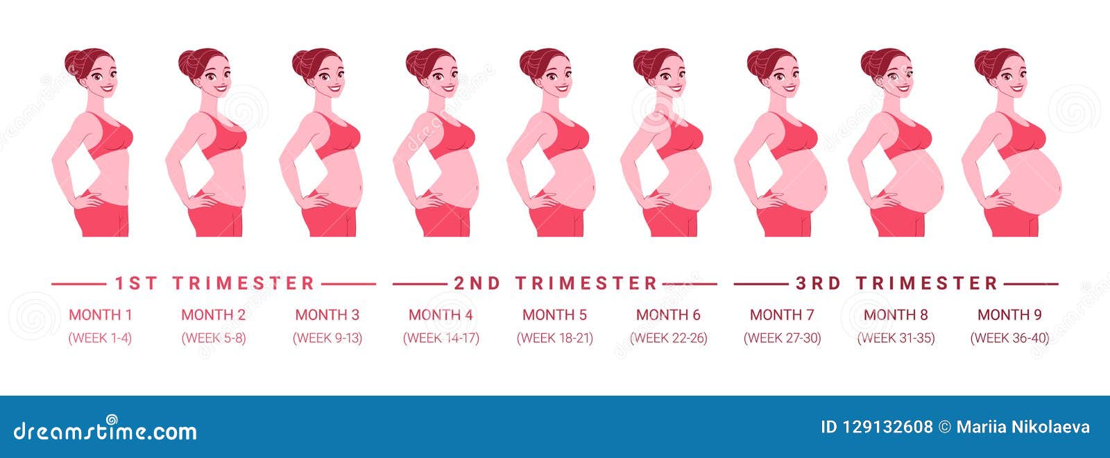 Fetal Development Chart Vector Illustration | CartoonDealer.com #12907654